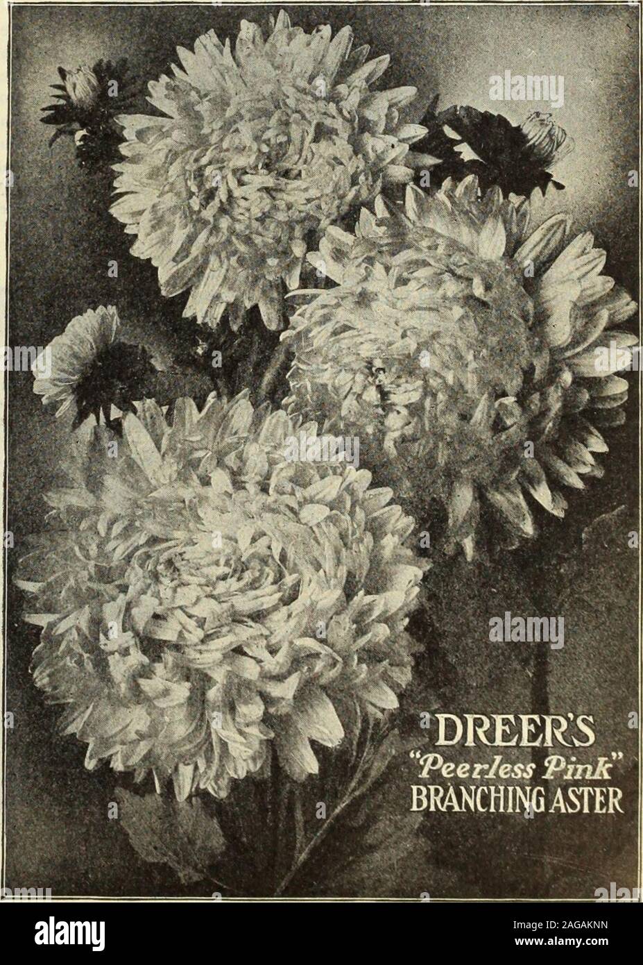 . Dreer's 1913 garden book. tember, or a trifle earlierthan the late-branching sorts. Reportsreceived regarding it, both from thiscountry and Europe, speak in the high-est terms of its many good qualities. 15cts. per packet; 2 packets for 25 cts. DREERS LARGE-FLOWERINGHALF-DWARF SNAPDRAGONS. (Antirrhinum Majus Nanum Grandiflorum.) This type, while not having the magnificent long spikes of thegiant sorts, has spikes and flowers of good size, and, owing totheir dwarf and compact habit of growth, are better adaptedfor bedding purposes. They grow about 18 inches high, andthe mass of bloom which th Stock Photo