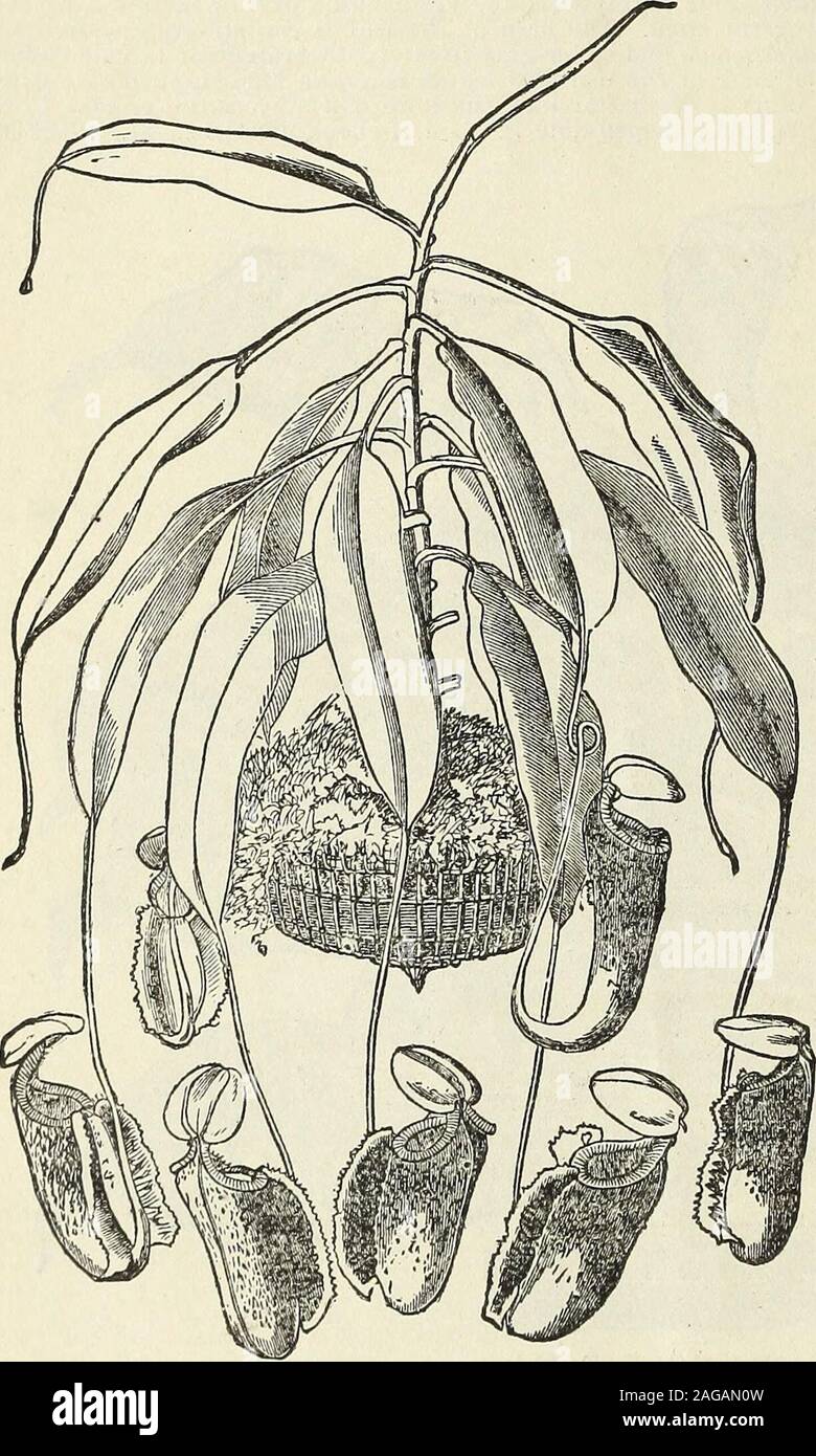 . John Saul's catalogue of plants for the spring of 1889. sh grey. The colors are aboutequally dispersed, though the marking is very irregular, both as to the size and form of the blotches. §1.00. PEPEROMA PROSTRATA. A very ornamental basket plant, with slender creeping stems, and alternate round variegated leaves. 25 cents. ,.»—^ ARDISIA OLIVERI. Ardisia Oliveri is a Stove shrub of remarkably striking appearance, with recurved foliage and large globularheads of flowers like those of an Ixora, but of pink color. ^The plant was introduced from Costa Rica by the lateM. Endres. 30 cents. 14 JOHiV Stock Photo