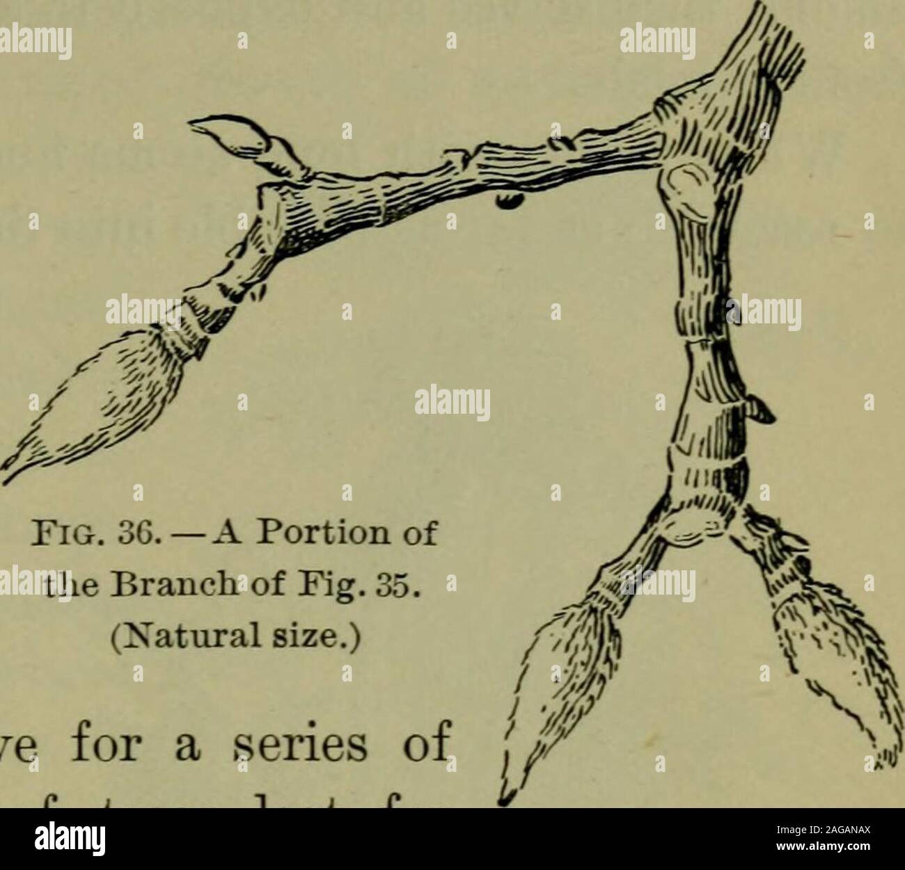 . Foundations of botany. Fig. 35. — Tip of a Branch of Magnolia, illustrating Forking due toTerminal Flower-Buds. A, oldest flower-bud scar ; B, C, D, scars of successive seasons after A; i, leaf-buds; F, flower-buds. in height, but are ranked as shrubs because their woodystems do not die quite to the ground in winter. Herhs are plants whose stems above ground die everywinter. STEMS 71. 86. Annual, Biennial, and Perennial Plants. — Annualplants are those which live but one year, biennials thosewhich live two yearsor nearly so. Some annual plantsmay be made to liveover winter, flower-ing in the Stock Photo