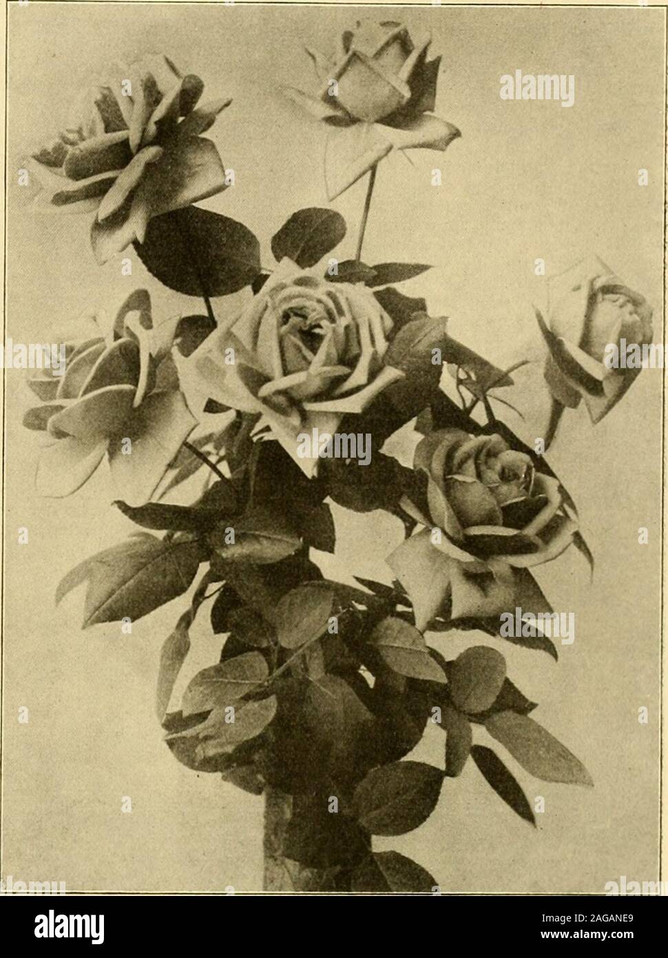 . The American florist : a weekly journal for the trade. , tell me thetrouble with the enclosed rose leaves.All the plants are not affected in thehouse; they comprise Bride, Killamey,Golden Gate, and Richmond. Plantsare otherwise perfectly healthy andmaking strong growth. Planted aboutAugust I. Any information will be ap-preciated. H. B. B. The marks on your rose leaves arecaused by the red rust fungus. Theyhave probably been too heavily sprayedor kept in an atmosphere too close andmoist Remove all affected leaves, dusta little sulphur over the plants, and en-deavor to keep a dry atmosphere ab Stock Photo