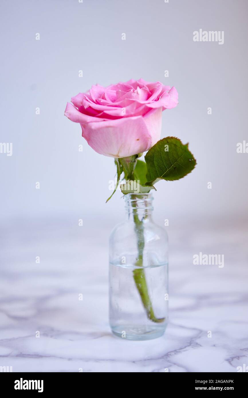 Download A Vertical Closeup Shot Of A Beautiful Pink Rose In A Small Glass Jar Stock Photo Alamy Yellowimages Mockups