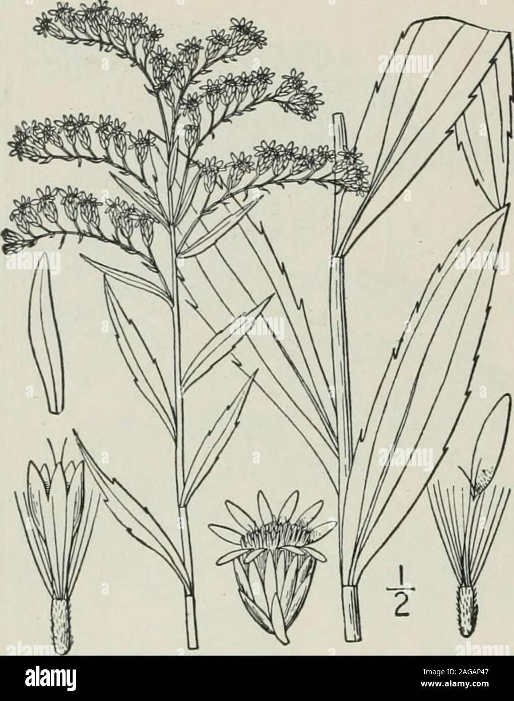. An illustrated flora of the northern United States, Canada and the British possessions : from Newfoundland to the parallel of the southern boundary of Virginia and from the Atlantic Ocean westward to the 102nd meridian. 394 COMPOSITAE. Vol. III.. 37. Solidago serotina Ait. Late Golden-rod. Fig. 4249. Solidago serotina Ait. Hort. Kew. 3: 211. 1789. 5. gigantea Ait. Hort. Kew. 3: 211. 1789. Solidago Pitcheri Nutt. Journ. Acad. Phil. 7: loi. 1834.5. serotina gigantea A. Gray, Proc. Am. Acad. 17: 180. 1882. Stem stout, 3°-8° high, glabrous, sometimesglaucous. Leaves lanceolate or oblong-lanceo-l Stock Photo