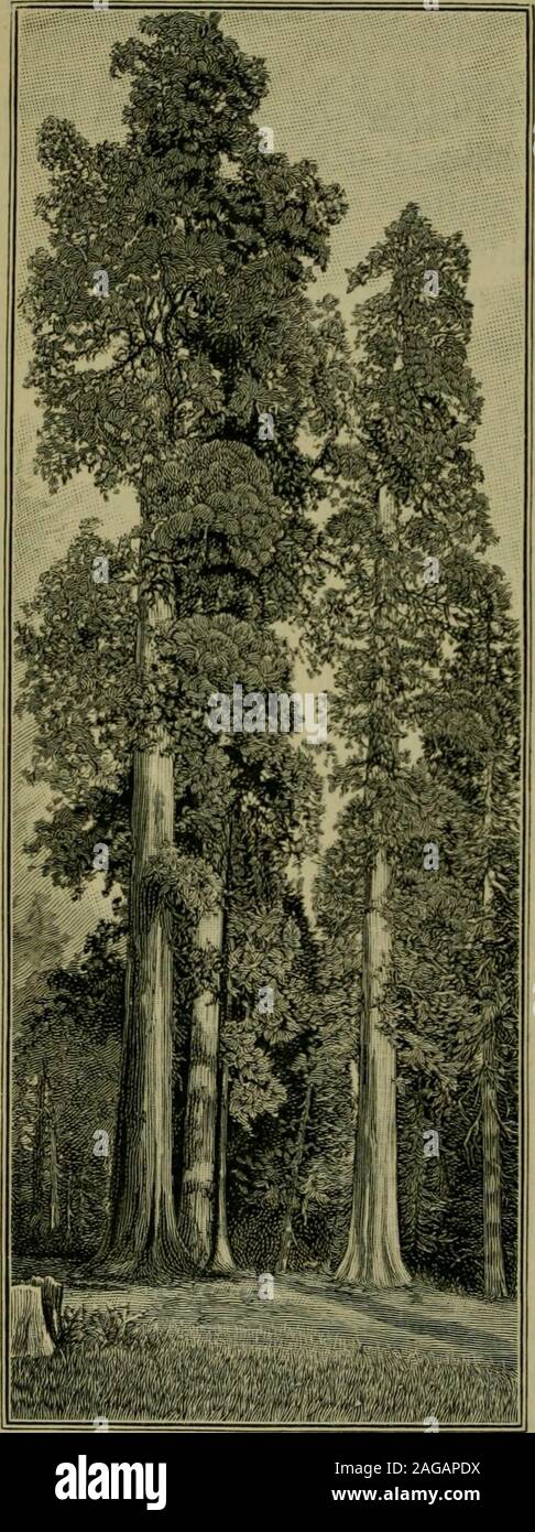 . Foundations of botany. Fig . 30. — Opposite Branching in a very Young Sapling of Ash, Fig. 31. —AlternateBranching in a veryYoung Apple Tree. 66 FOUNDATIONS OF BOTANY. Fig. 32. — Excurrent Trunks of Big Trees(Sequoias). over five spaces beforecoming to a leaf whichis over the first, and indoing this it is necessaryto make two completeturns round the stem(Fig. 105). 82. Growth of the Ter-minal Bud. — In sometrees the terminal budfrom the very outsetkeeps the leading place,and the result of thismode of growth is toproduce a slender, up-right tree, with an excur-rent trunk like that ofFig. 32. Stock Photo