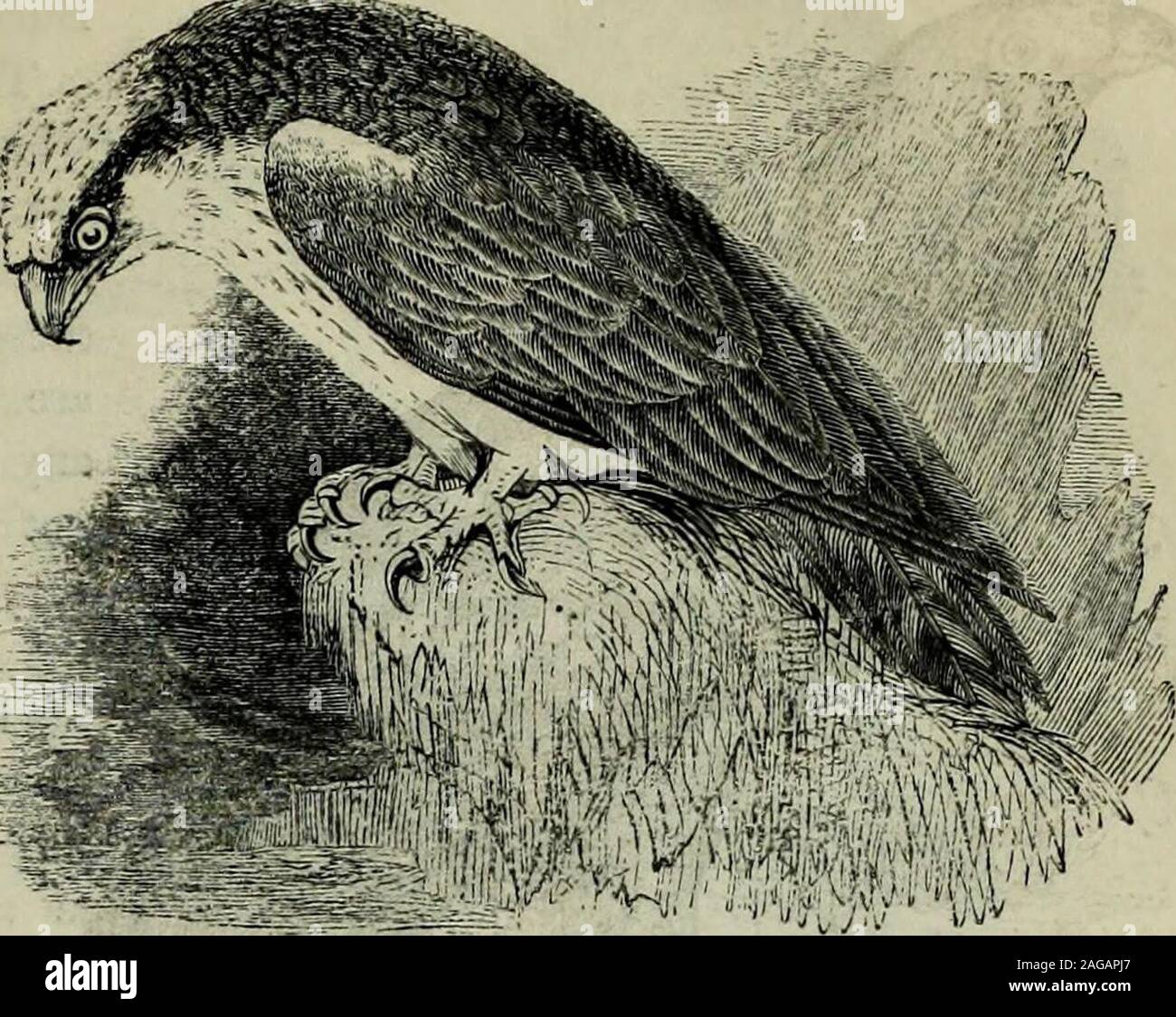Eagle Clip art - Eagle Png Image With Transparency Download png download -  516*600 - Free Transparent Bald Eagle png Download. - Clip Art Library