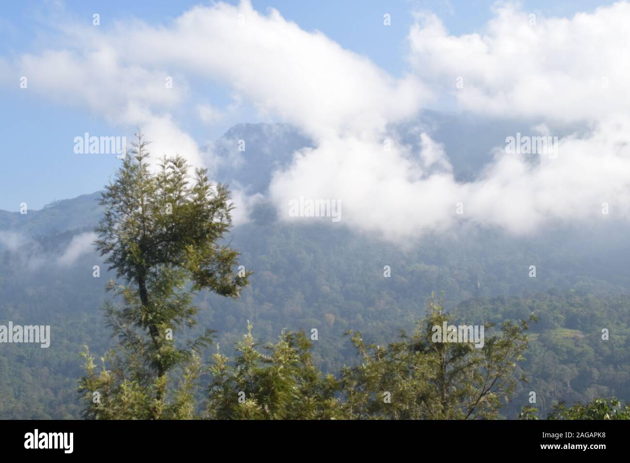 Hills and Forests of Munnar Kerala Stock Photo