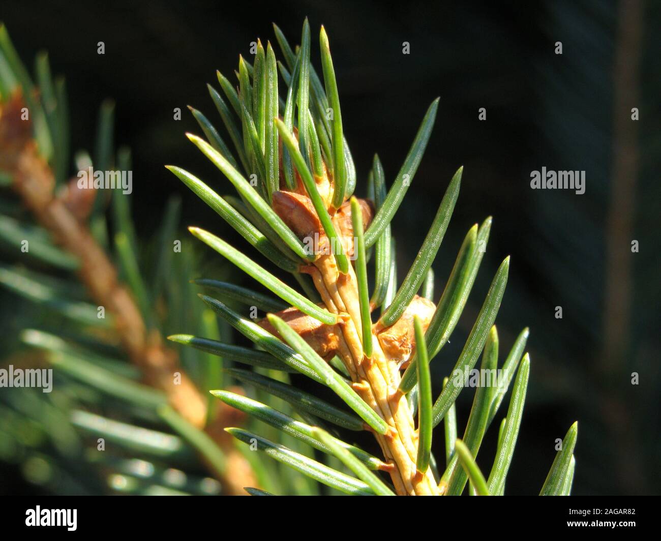 Pine leaves, Halifax, UK Stock Photo