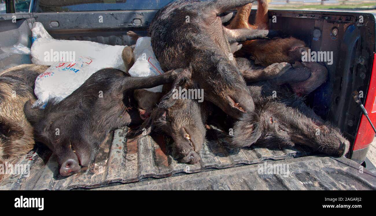 Feral hogs 'Sus scrofa', bagged, pickup truck. Stock Photo
