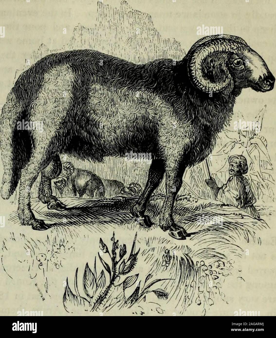 Fat tail sheep hi-res stock photography and images - Alamy