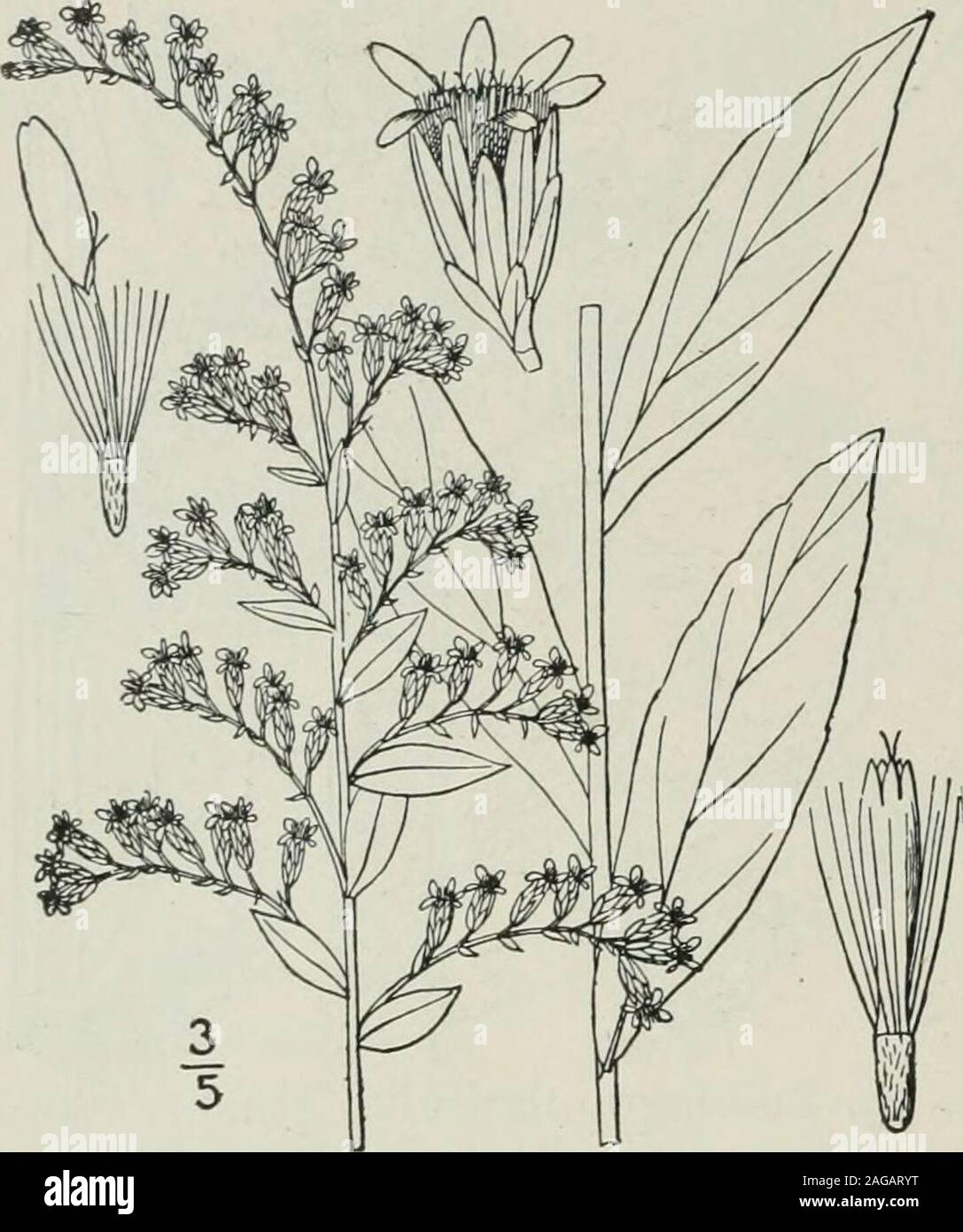 . An illustrated flora of the northern United States, Canada and the British possessions : from Newfoundland to the parallel of the southern boundary of Virginia and from the Atlantic Ocean westward to the 102nd meridian. o9 COMPOSITAE. Vol. III.. 31. Solidago Elliottii T. & G. Elliotts Golden-rod. Fig. 4243. Solidago Elliottii T. & G. Fl. N. A. 2: 218. 1841.Solidago elliptica Ell. Bot. S. C. & Ga. 2: 376.1824. Not Ait. 1789. Stem glabrous, or minutely puberulentabove, stout, 3°-6° high, simple, or branchedat the inflorescence. Leaves firm, oblong oroblong-lanceolate, rarely ovate-oblong, acut Stock Photo