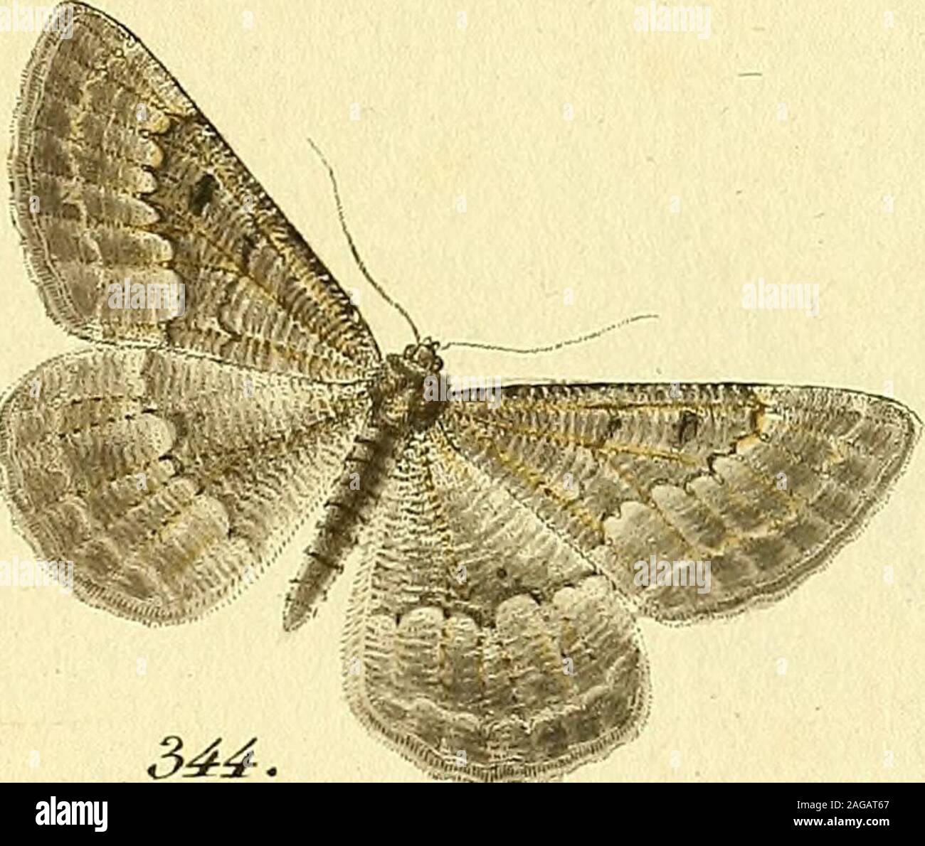 . Sammlung europscher Schmetterlinge, errichtet von Jacob Hner in Augsburg. 3do. ...JS&pt^oTf^srYi^^ V. (^eome^xe^^ -Z. c:--;^^^^^^;^«^^ (7, (^ M^i.. Stock Photo