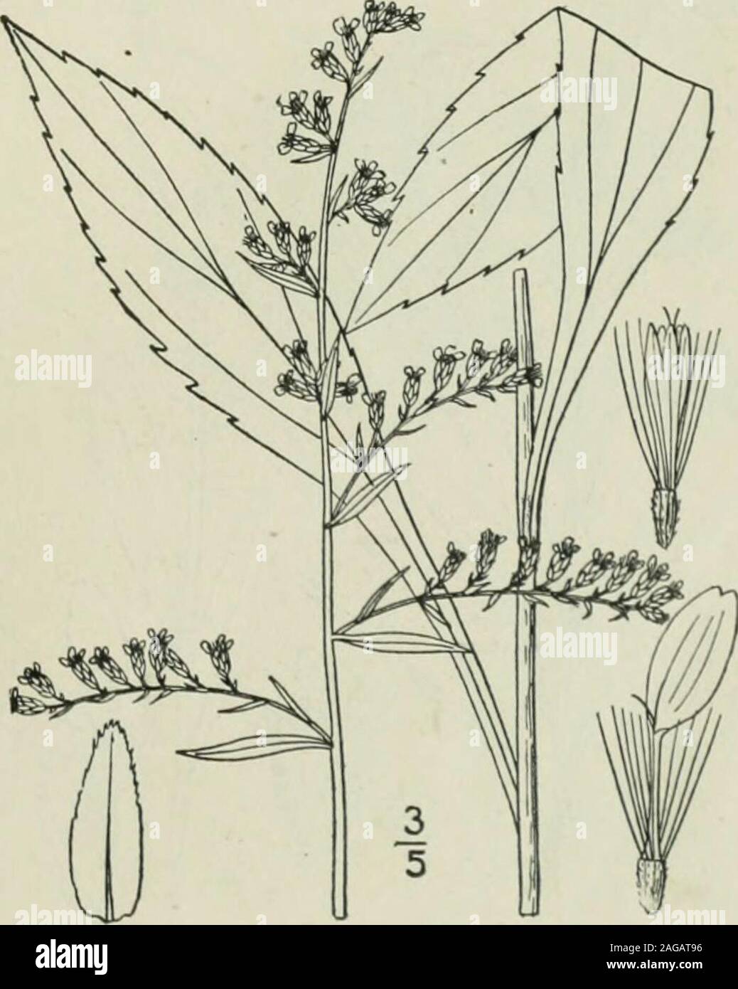 . An illustrated flora of the northern United States, Canada and the British possessions : from Newfoundland to the parallel of the southern boundary of Virginia and from the Atlantic Ocean westward to the 102nd meridian. he involucre linear-oblong, obtuse;achenes pubescent. In dry woods. Virginia to Florida and Texas.Recorded from Missouri. Ascends to 3000 ft. inVirginia. July-Sept. 29. Solidago ulmifolia Muhl. Elm-leaved Golden-rod. Fig. 4241. Solidago ulmifolia Muhl.; Willd. Sp. PI. 3: 2060. 1804. Stem slender, glabrous, or puberulent atthe summit, 2°-4° high, simple, or branchedabove, the Stock Photo