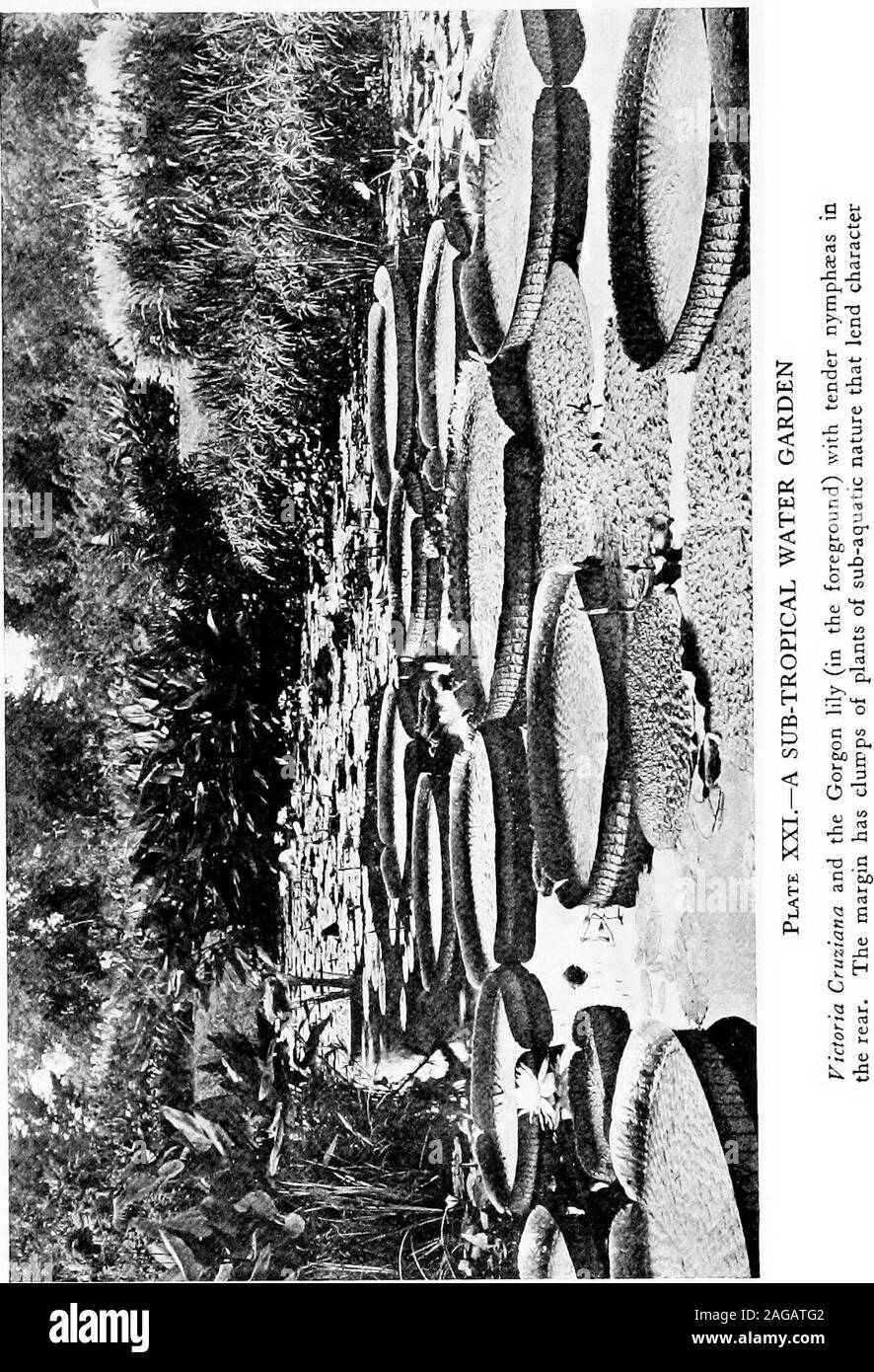 . Water-lilies and how to grow them, with chapters on the proper making of ponds and the use of accessory plants. Plate XX.—THE FLOWER-BUD OF A VICTORIA This one (f. Cruziana) differs from V.regia in being less spinyon the sepals. At the time of opening a delicious fragrance,like pineapples, pervades the air. THE NIGHT BLOOMING WATER-LILIES I3I its flower is the white night lotus {NymphceaLotus). Horticulturally its chief virtue is itsgreat fecundity. Both lotus and dentatabear big balls of seed in great profusion.And their hybrids inherit this character inmore or less completeness. The petal Stock Photo