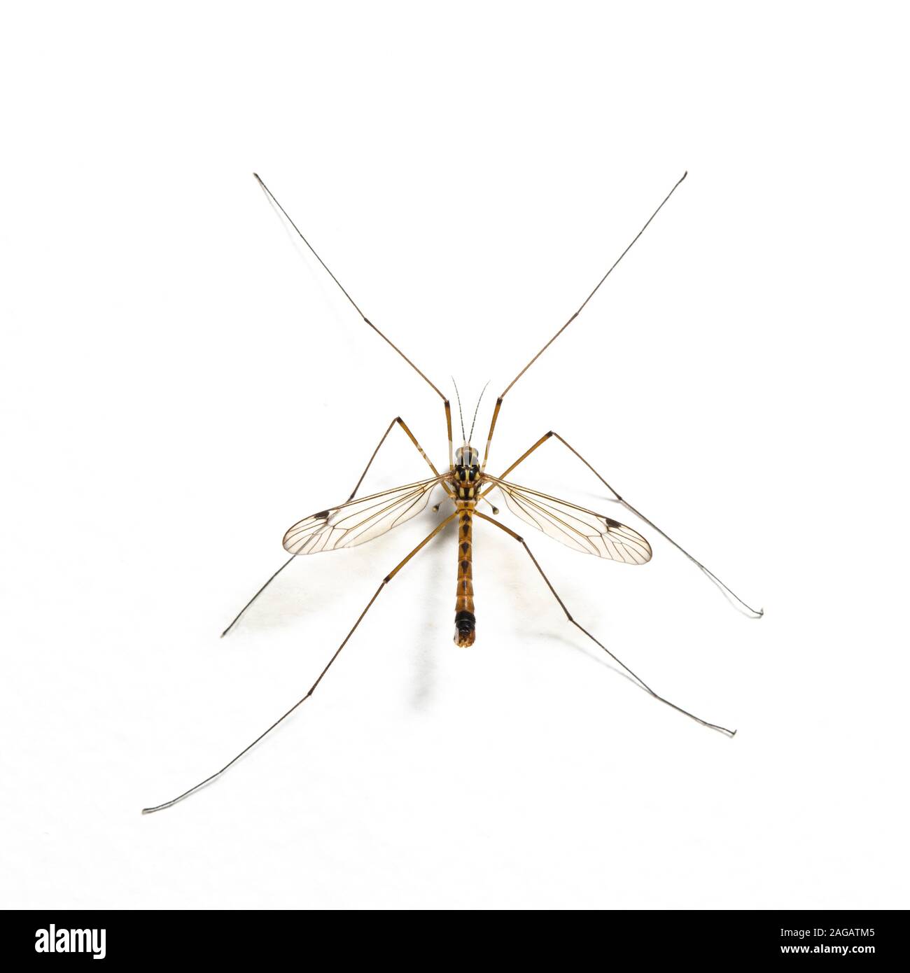 Spotted Cranefly, Nephrotoma appendiculata, resting on wall of house. Stock Photo