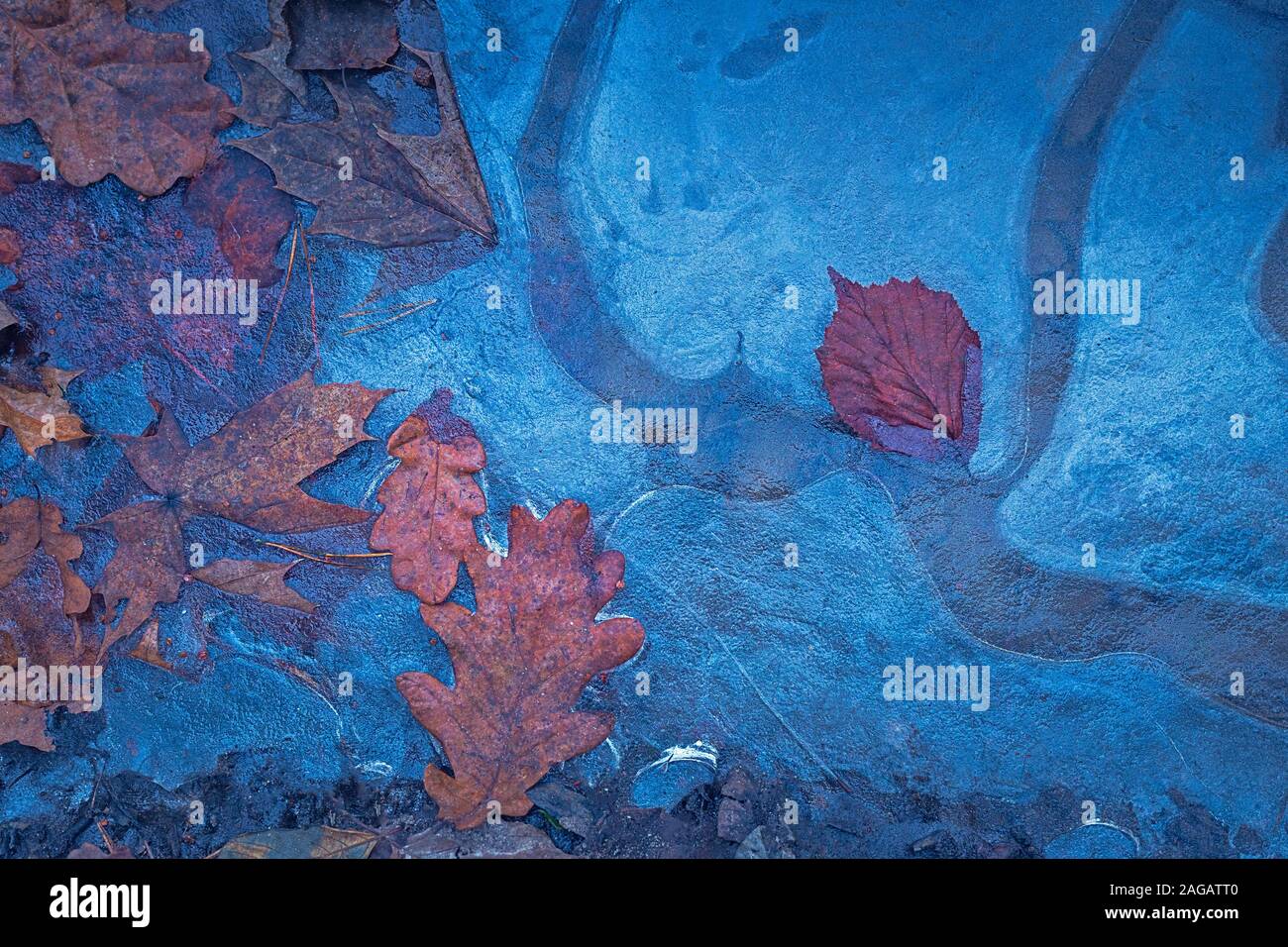 Leaf frozen in the ice, winter background Stock Photo - Alamy