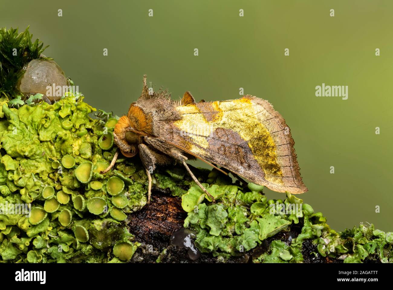 Burnished Brass moth, Diachrysia chrysitis, Catbrook, June. Family Noctuidae. Stock Photo