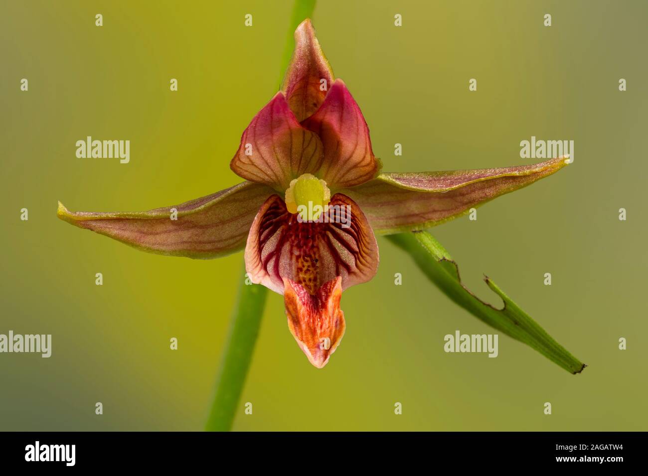 Yellow-orange Garden Orchid, or Giant Helleborine, Epipactis gigantea, in cultivation Stock Photo
