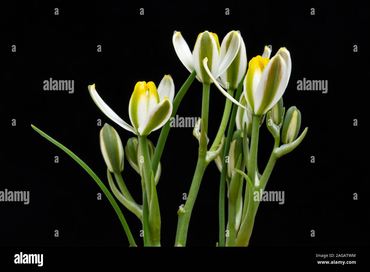 Albuca humilis, a succulent bulb from South Africa Stock Photo