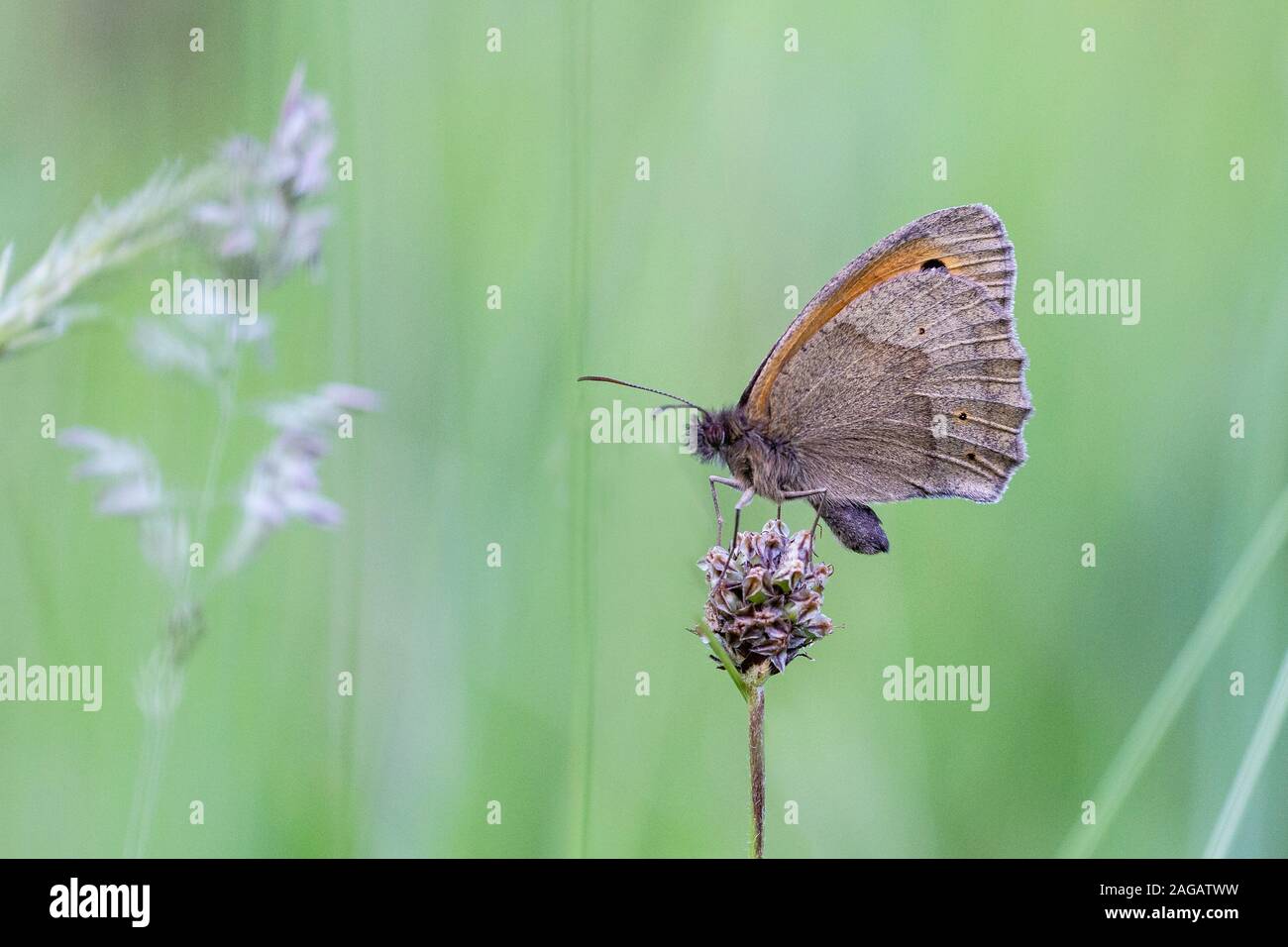 Meadow Brown butterfly, Maniola jurtina, Dixton Embankment, Monmouthshire, June Stock Photo