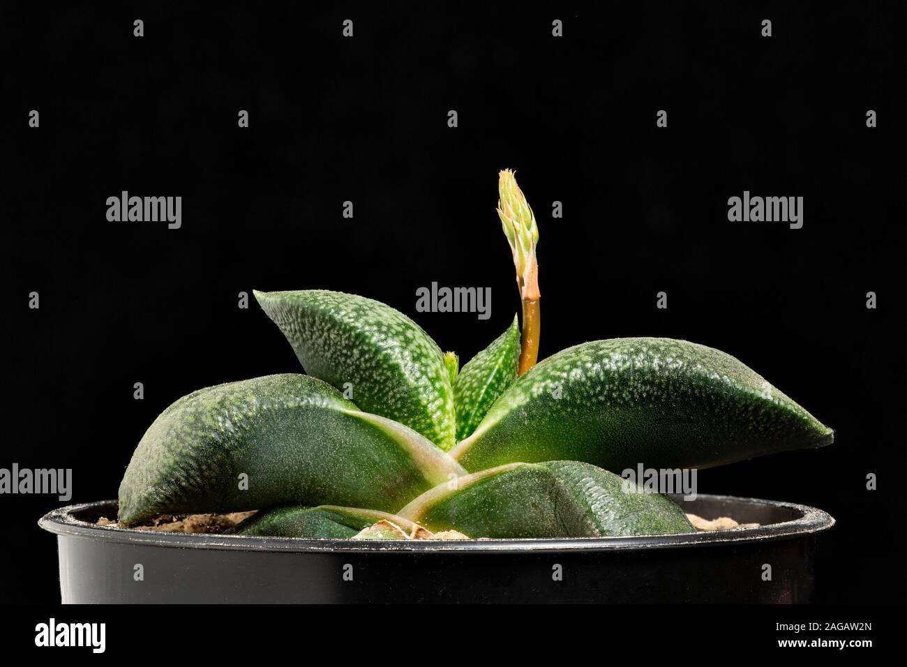 Gasteria armstrongii, a succulent plant from South Africa. Stock Photo