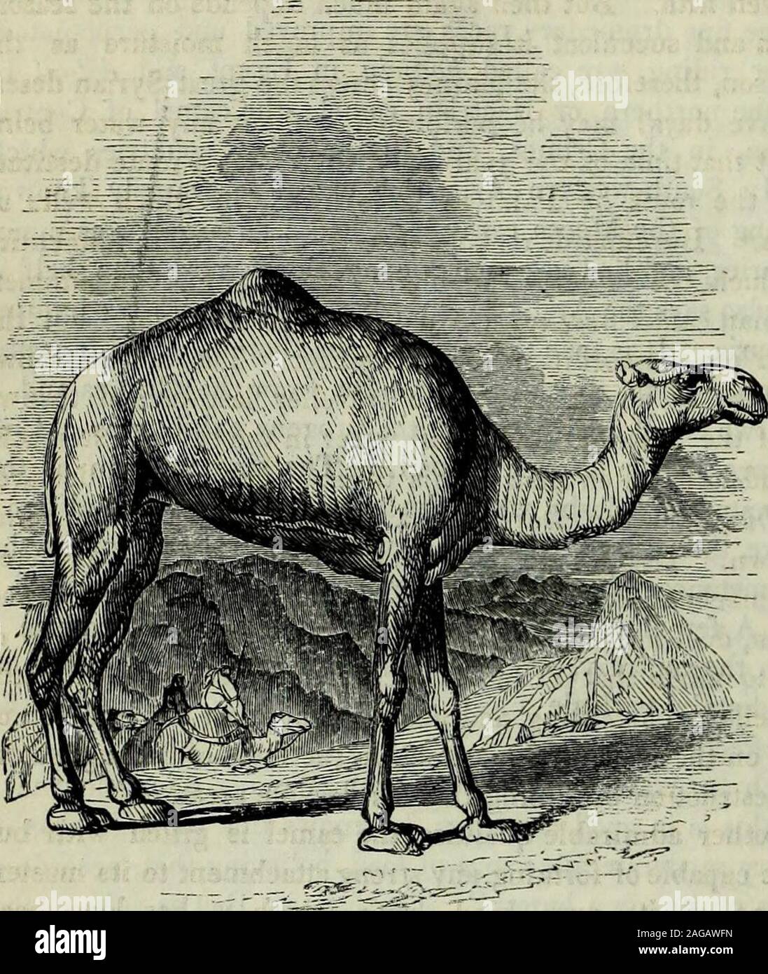 . Palestine : the physical geography and natural history of the Holy Land. tlock to the upper joint by a cord. Thehead is never secured, excepting whilst travelling, when the Arabs unite them in single file byfastening the head of one to the tail of his predecessor. Towards evening they are called infor their evening meal, and placed in a kneeling posture round the baggage. They do notbrowse after dark, and seldom attempt to rise, but continue to chew the cud throughout thegreater part of the night. If left to themselves they usually plant their hind-quarters to thewind. The male as well as th Stock Photo