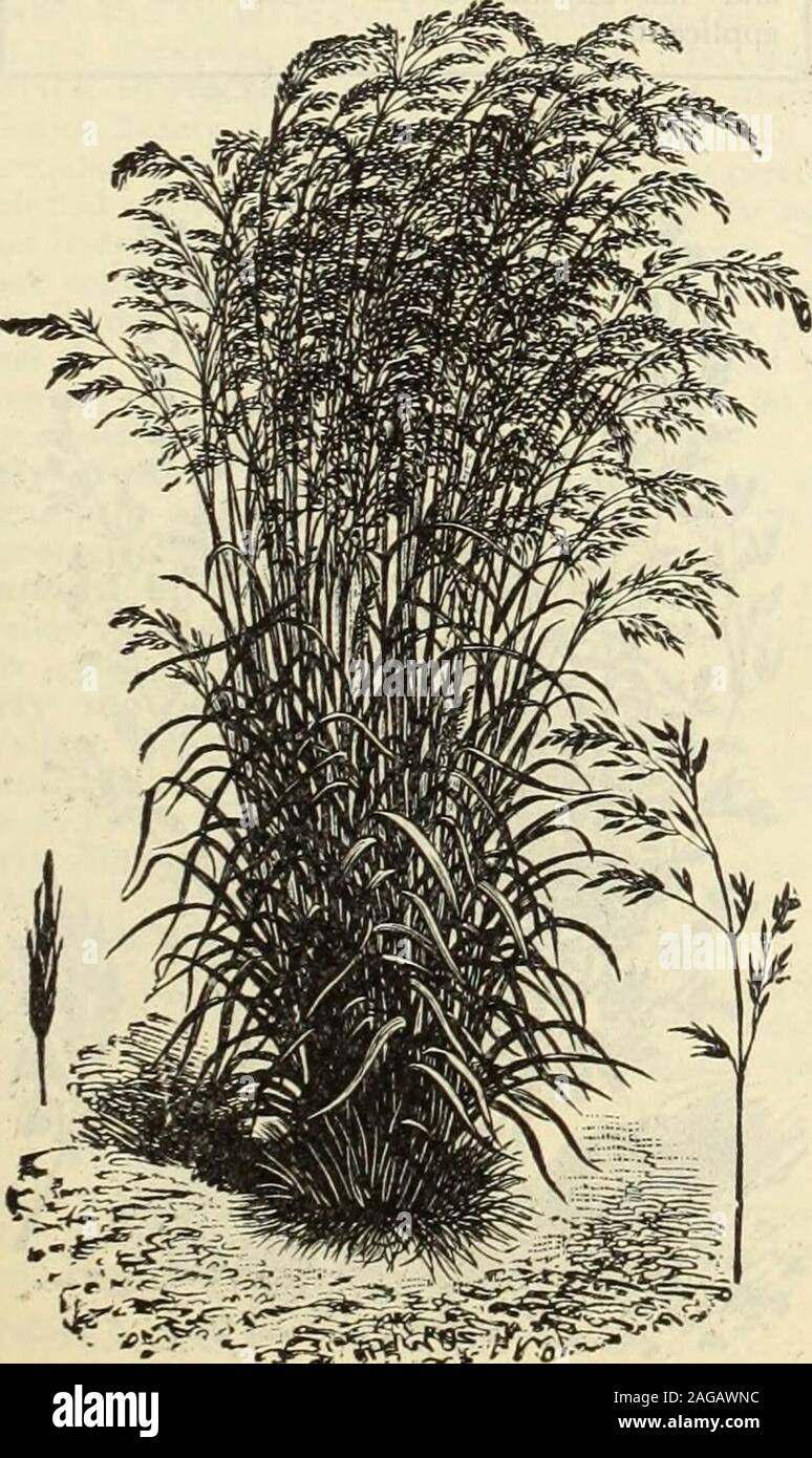. Dreer's 1913 garden book. Hmje Gra?. Meadow Fkscup. Okass. ConsideredSow 60 lbs. Meadow Fescue (Festuca pratensis). English BlueGrass, or Sweet Grass. An excellent Grass for permanentpasture or hay, the foliage being highly nutritious. Sow 50lbs. to the acre. Lb., 20 cts.; bv mail, 28 cts.; bu. (22 lbs.)$4.00; 100 lbs.. $15.00.Tall Meadow Fescue (Festuca elatior). Very early and nutritive; shouldform a part of all pasture mixtures on wet or clay lands. Per lb., 35 cts.;by mail, 43 cts.; per bu. of 14 lbs., $4.50; 100 lbs., $30.00.Sheeps Fescue (Festuca ovina). This Grass forms a large part o Stock Photo