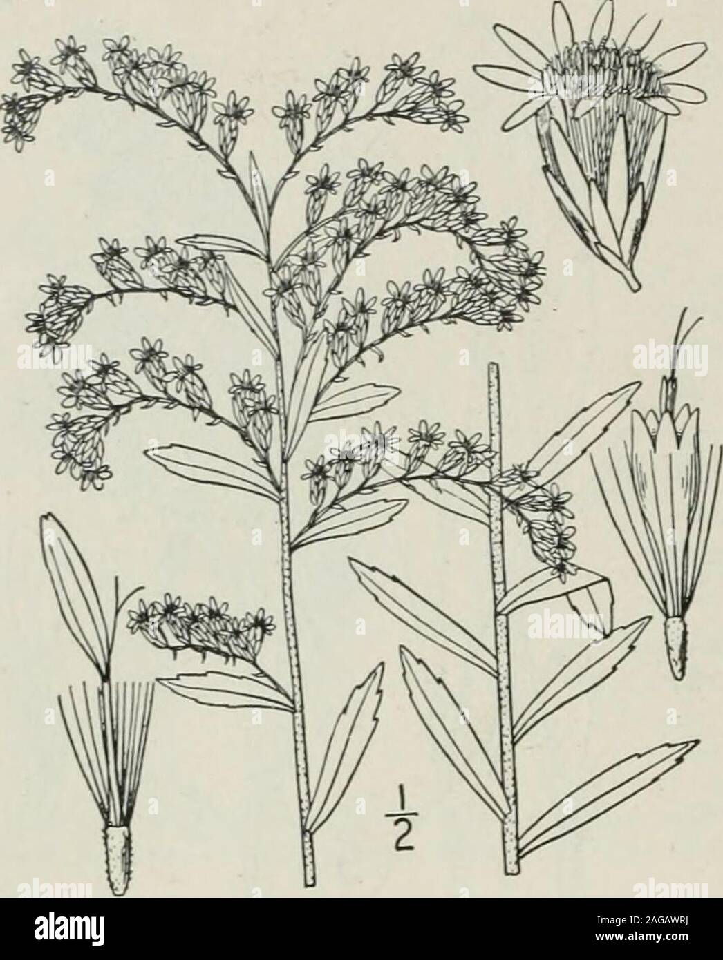 . An illustrated flora of the northern United States, Canada and the British possessions : from Newfoundland to the parallel of the southern boundary of Virginia and from the Atlantic Ocean westward to the 102nd meridian. 390 COMPOSITAE. Vol. III.. 25. Solidago tortifolia Ell. Twisted-leafGolden-rod. Fig. 4237. Solidago retrorsa Pursh, Fl. Am. Sept. 539. 1814. Not Michx. 1803.S. tortifolia Ell. Bot. S. C. & Ga. 2: 377. 1824. Stem slender, rough-pubescent or puberulent,2°-2,° high, simple. Leaves linear or linear-oblong, often twisted, scabrous, sessile, acute,1-2 long, iA-3 wide, obscurely vei Stock Photo