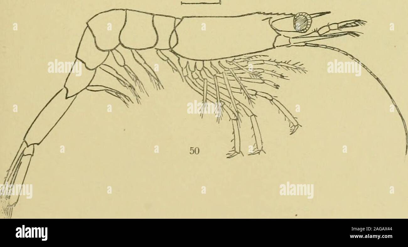 . Decapoden. a semilaevis Bäte = Plesionika (Pandalus)sichern, Riggio. P. montagui Leach = P. anutltcornis Leach = P. leptorhyndiusKinahan = P. laevigatus Stimpson.Die abgelegten Eier sind matt grün (Kemp 1.)Das 5. Larvenstadium ist von G. 0. Sars be-schrieben. Die Larve (Fig. 49) hat eine weniger schlankeGestalt und ein kürzeres Rostrum als die von P. borealis.Die über den Augen stehenden Dornen sind wohlmarkiert. Die ersten drei Pereiopoden sind der Funktionnach Maxillipeden mit Schwinimexopoditen. Der 4. und5. Pereiopod ist in diesem Stadium unvollkommen ent-wickelt und zeigt keine Spur von Stock Photo