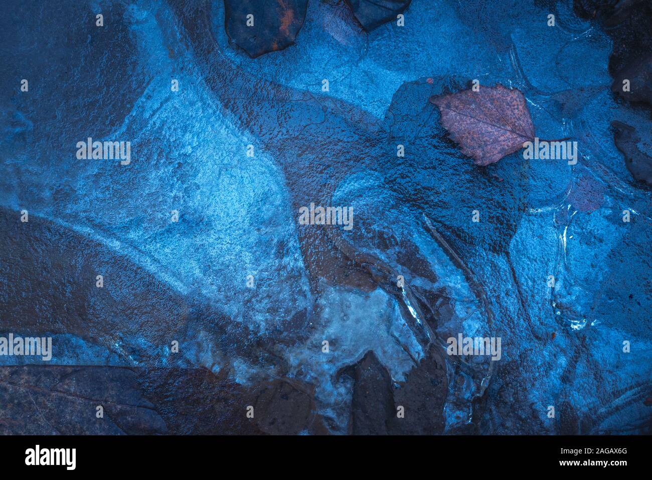 Leaf frozen in the ice, winter background Stock Photo - Alamy