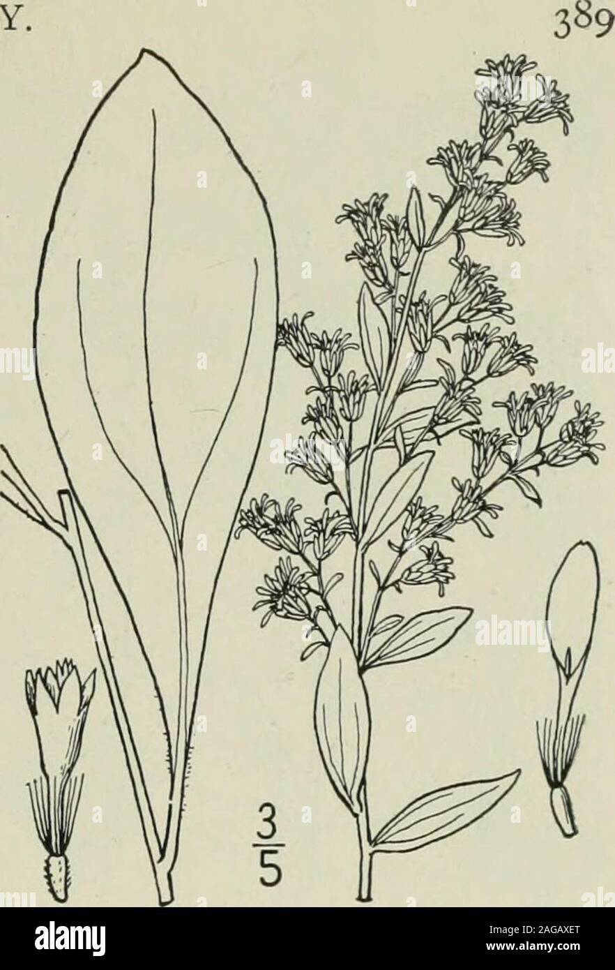 . An illustrated flora of the northern United States, Canada and the British possessions : from Newfoundland to the parallel of the southern boundary of Virginia and from the Atlantic Ocean westward to the 102nd meridian. 23. Solidago sempervirens L. Sea-sideGolden-rod. Fig. 4235. Solidago sempervirens L. Sp. PI. 878. 1753. S. augiistifolia EII. Bot. S. C, & Ga. 2 : 388. 1824. Not Mill. 1768. Stem stout, leafy, usually simple, 2°-8° high,glabrous or slightly puberulent above. Leavesthick, fleshy, entire, with 2-5 pairs of lateralveins, the lower and basal ones oblong, spatu-late or lanceolate, Stock Photo