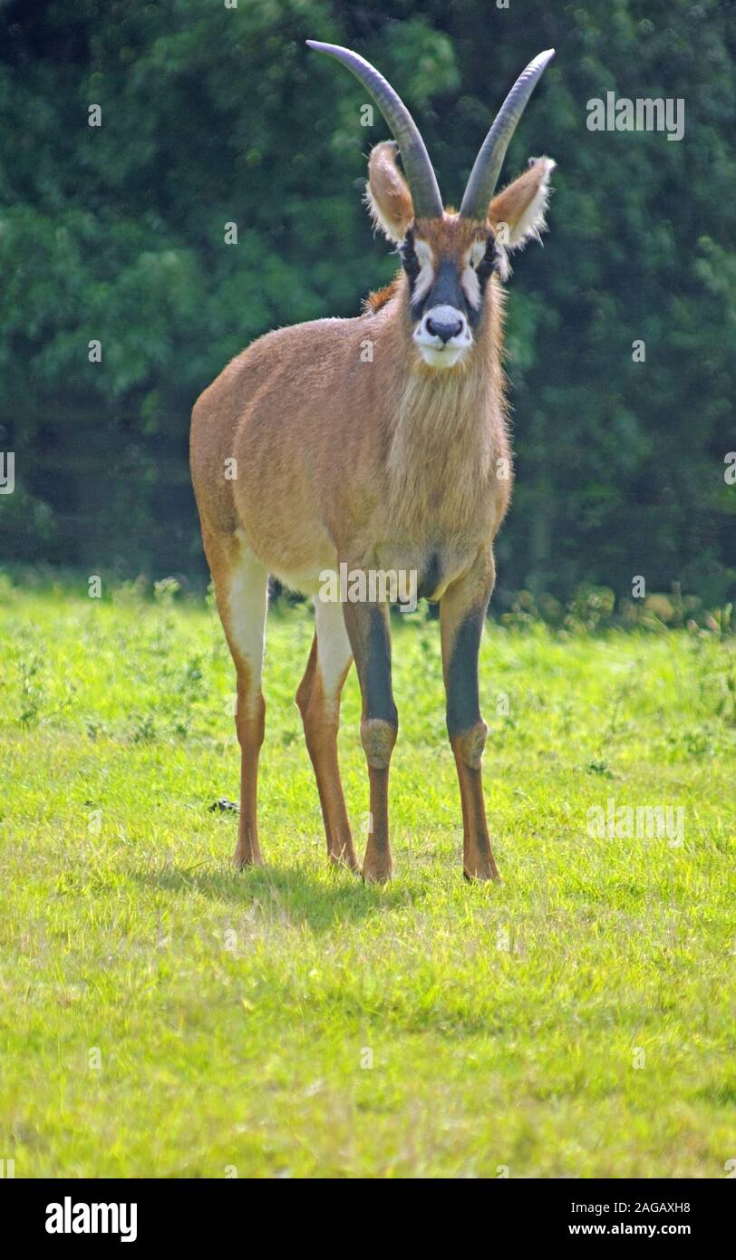 Roan Antilope, Hippotragus Equinus, Africa Stock Photo