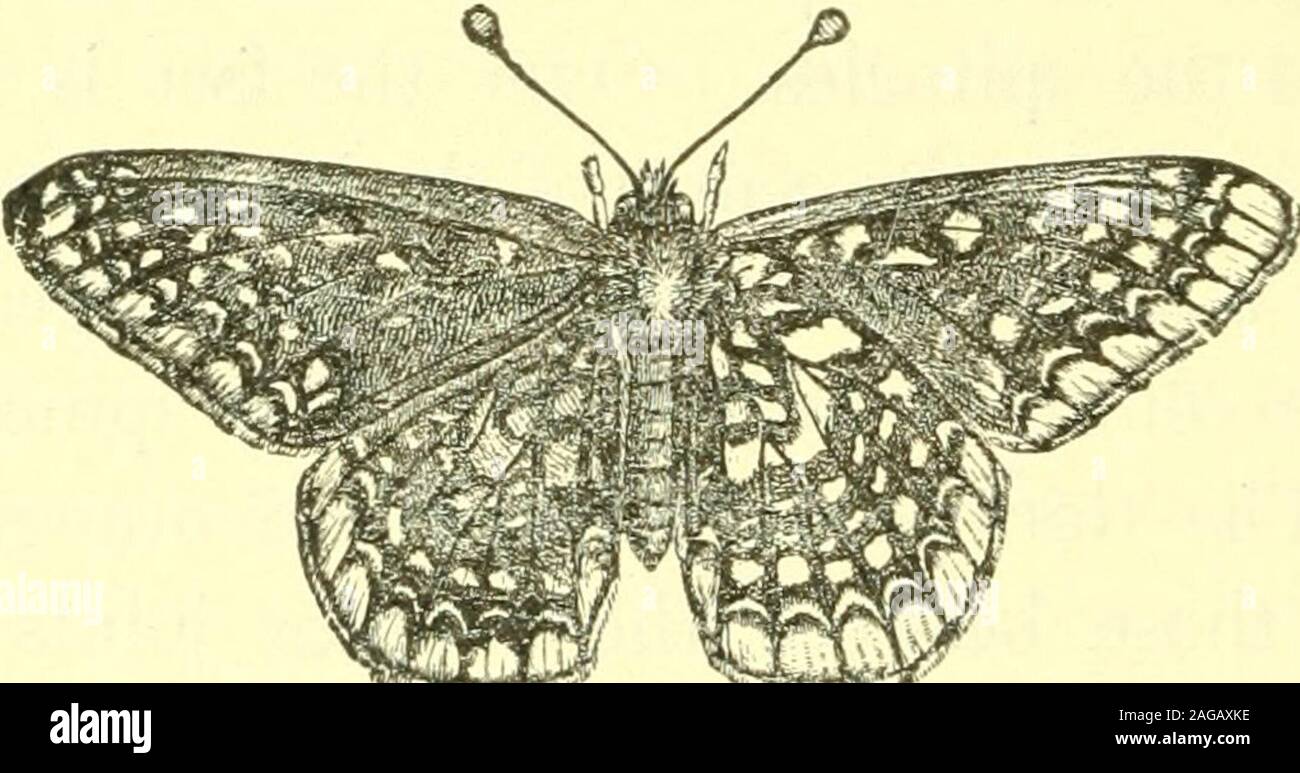 . The butterflies of the eastern United States; for the use of classes in zoology, and private students. paleyellow. The fulvous spots are a marginal row on bothwings and in the discal cells. The marginal spots are nearly round on theFig. 44. ^ fore wings, but on the hind wings theyare blunt conical,the points inward.Those in the cellsof the fore wingsare two clusters, Melitsea Phaeton (natural size). ^^ ^f three at the end, and the otherof two in the middle; and there is a cluster of fouron the hind wings. There may be all of these present,or they may vary from this to none. There are also tw Stock Photo