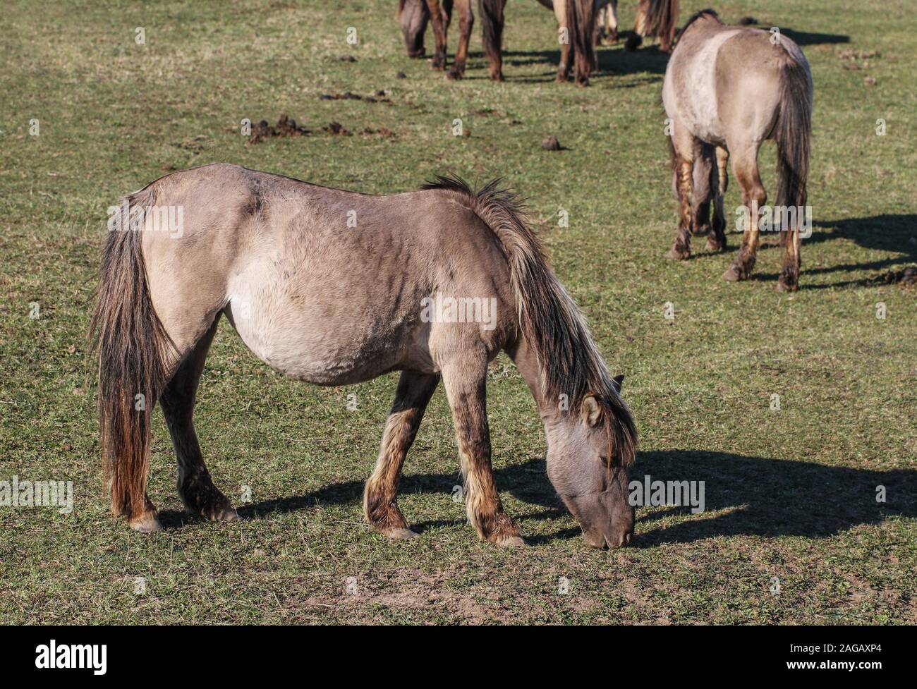 Wild horses on field of National park Stock Photo - Alamy