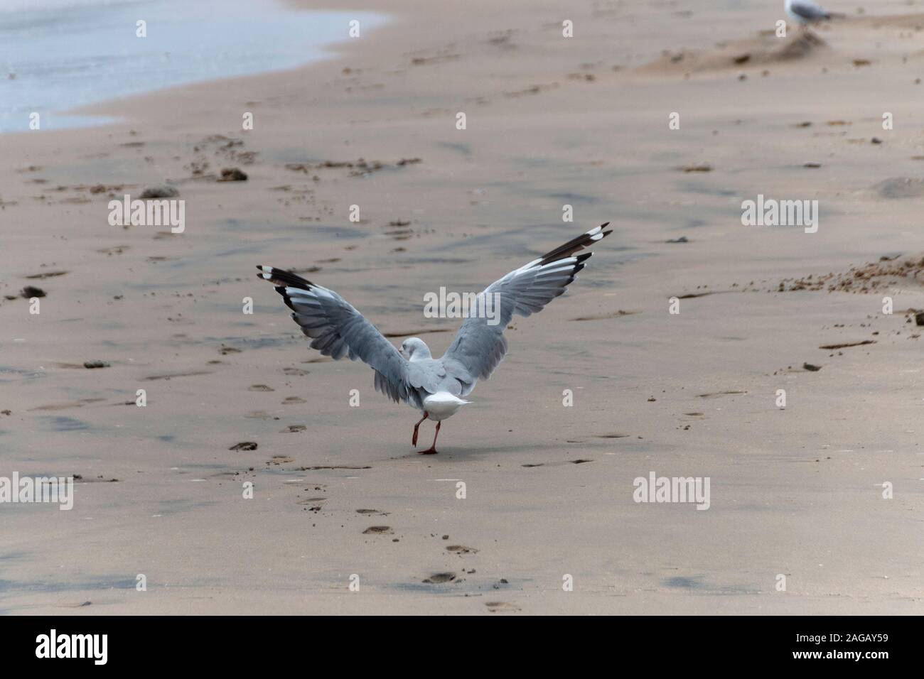A close up view of a sea gull coming in for a landing over the ocean ...