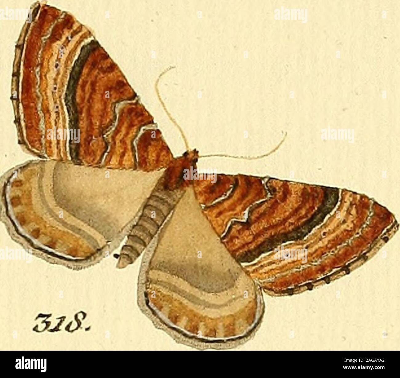 . Sammlung europscher Schmetterlinge, errichtet von Jacob Hner in Augsburg. /^^/i)n^:^^^.y , p. ^A^Om^t/Oe-, ^. ^ JZl &lt;zy£/ry:f^^/noe^, J^ di Oy,. m-, ^Wj( 5Jp. Stock Photo