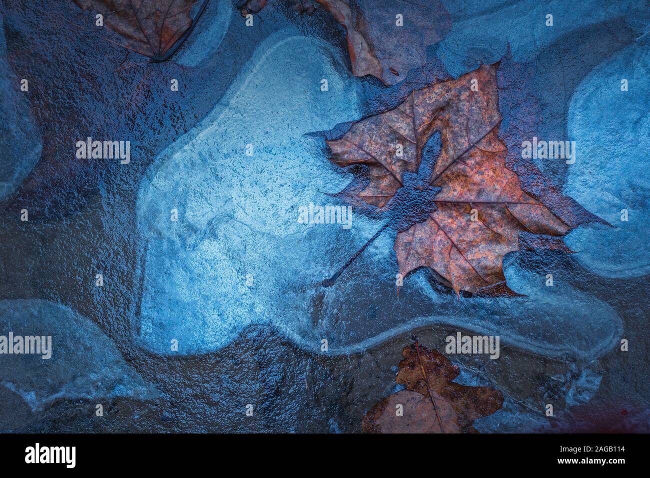 Leaf frozen in the ice, winter background Stock Photo - Alamy