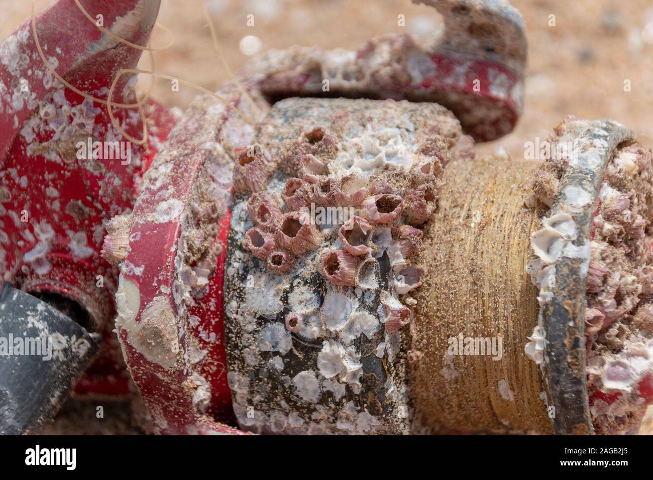 A close up view of a old fishing reel that has been sitting in the water for a long time, covered in barnacles covering the surface Stock Photo