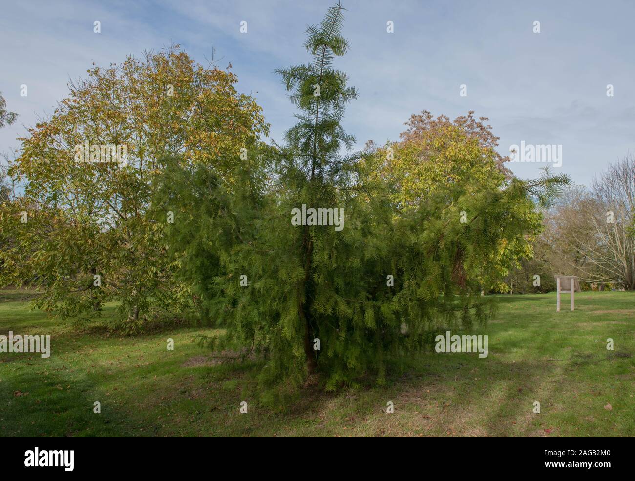 Autumn Foliage of the Evergreen Conifer California Nutmeg Tree (Torreya