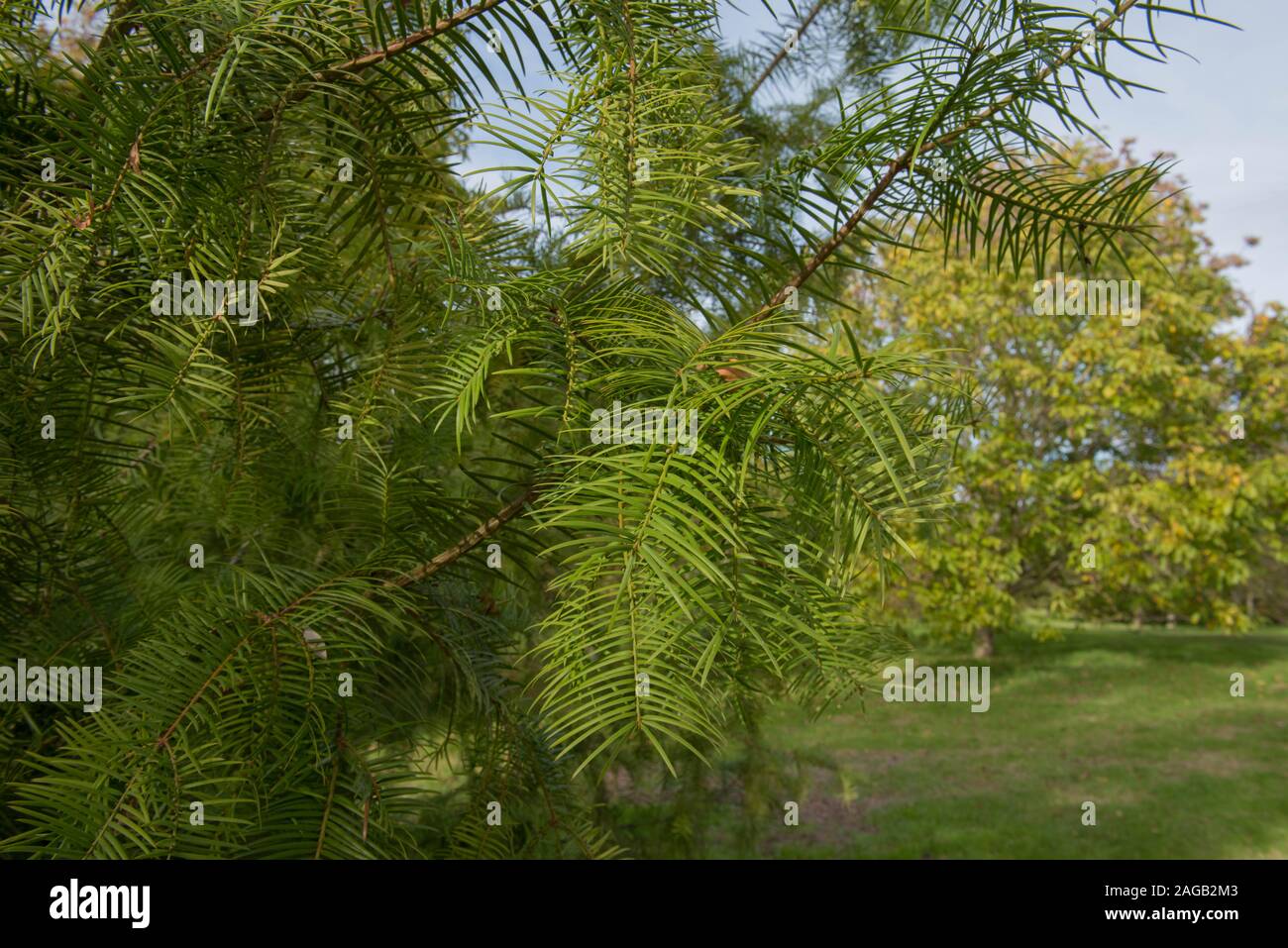 Autumn Foliage of the Evergreen Conifer California Nutmeg Tree (Torreya