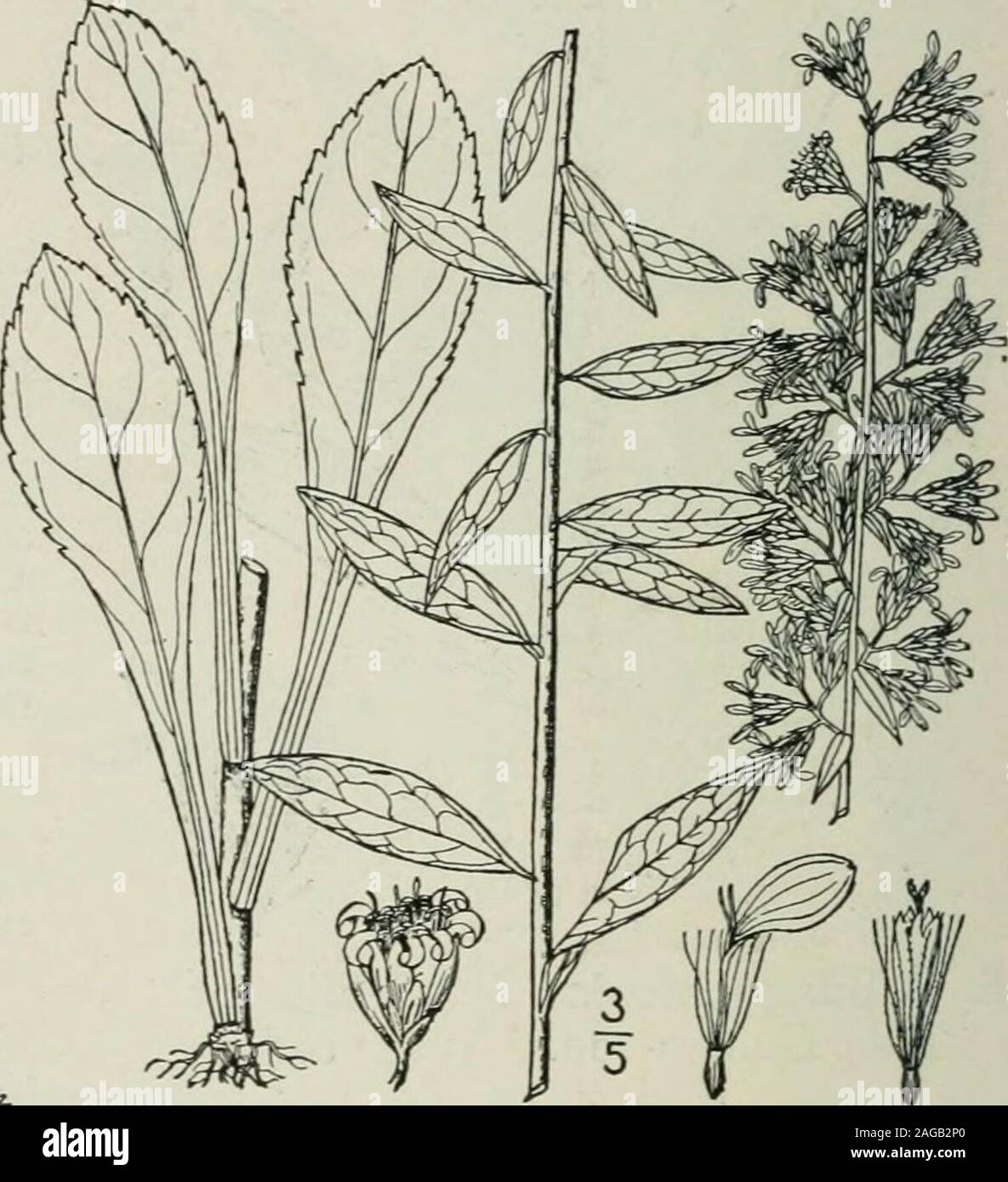 . An illustrated flora of the northern United States, Canada and the British possessions : from Newfoundland to the parallel of the southern boundary of Virginia and from the Atlantic Ocean westward to the 102nd meridian. 9. Solidago monticola T. & G. ^Mountain Golden-rod.Fig. 4221. Solidago Curtisii var. monticola T. & G. Fl. N. A. 2 : 200. 1841.Solidago monticola T. & G.; Chapm. Fl. S. States 209. i860. Slender, glabrous or nearly so, i°-3°high. Stem leaves ovate-oblong, or ob-long-lanceolate, thin, acuminate at theapex, narrowed at the base, sharply andsparingly serrate, or the upper entire Stock Photo