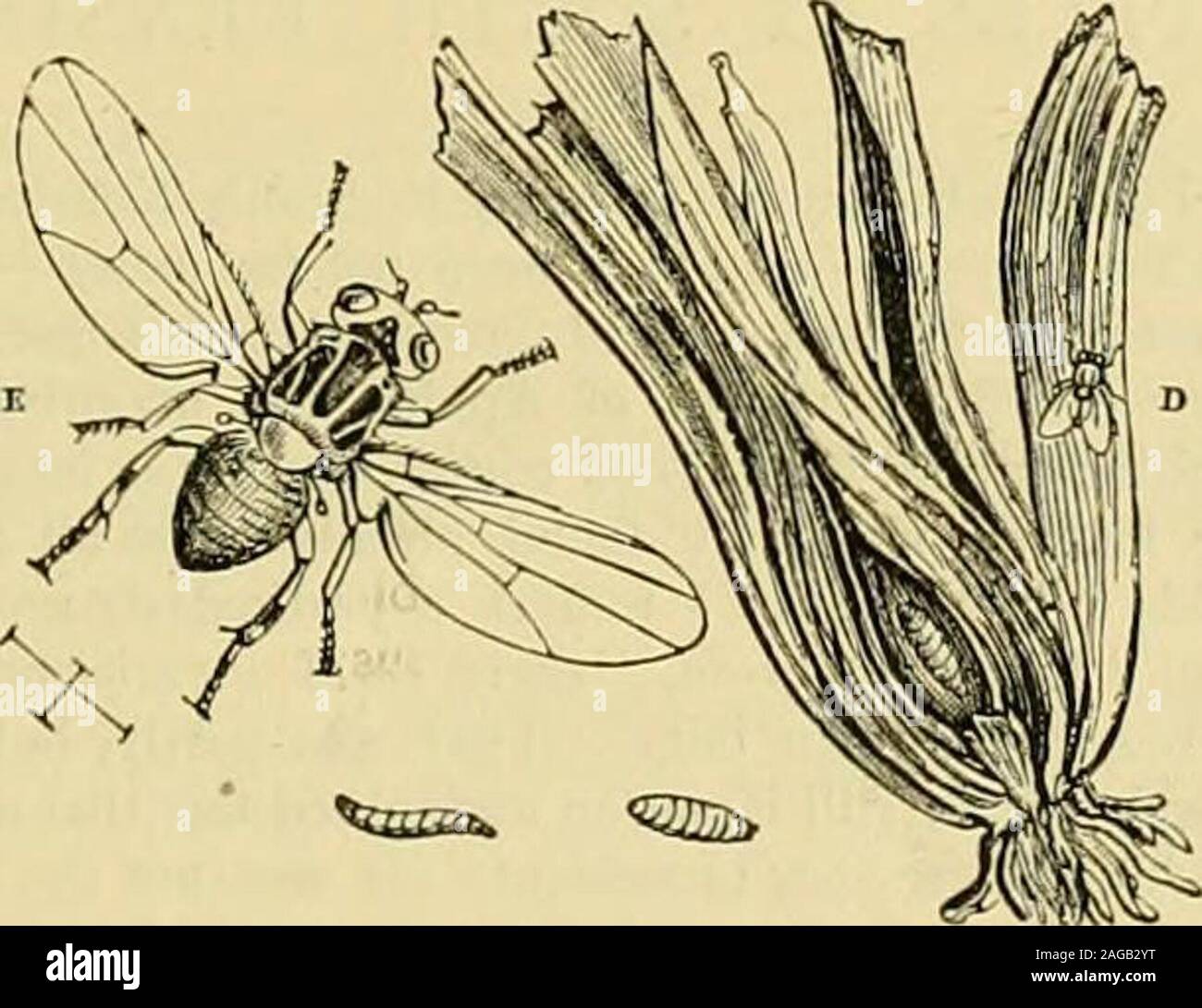 Insect bourne hi-res stock photography and images - Alamy
