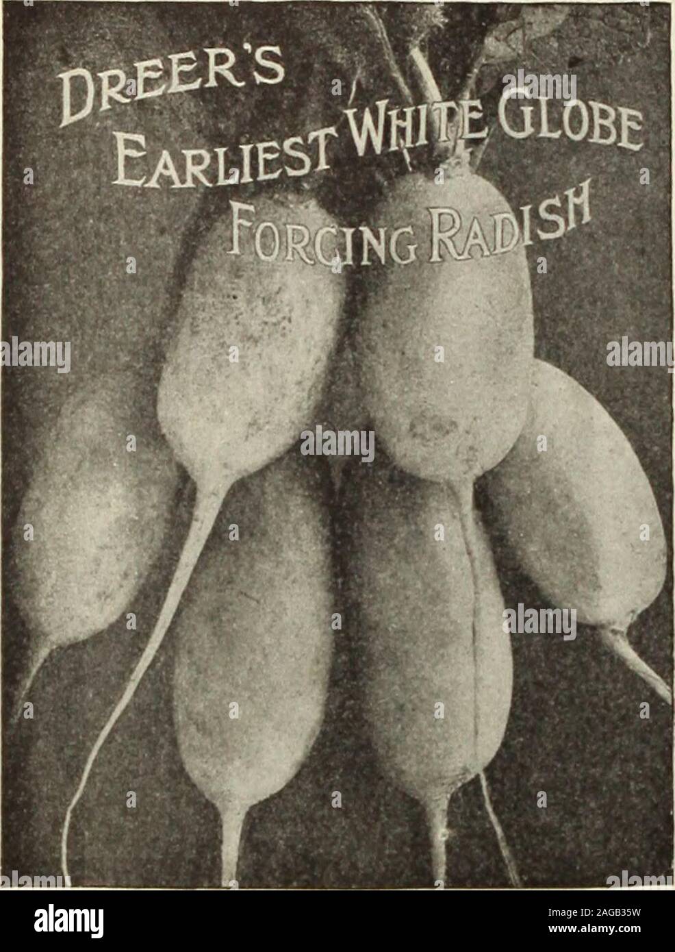 . Dreer's 1913 garden book. RADISH ?Continued.. WINTER Scarlet China. One of the best fall and winter varieties; smooth skin, which is bright rose color. Flesh white, crisp and pungent. Pkt., 5 cts.; oz., lOcts.; } lb., 30 cts.; lb., $1.00.Round Scarlet China. Root round, of a fine scarlet color. Extremely solid and a most excellent keeping variety. Pkt., 5 cts.; oz., 15 cts.;  lb., 40 cts.; lb., $1.25.Round Black Spanish. This Radish grows to a fair size, is round in shape, and considereJ excellent for winter use. Pkt., 5 cts.; oz., 10 cts.;  lb., 30 cts.; lb., $1.00.Long Black Spanish. Lon Stock Photo