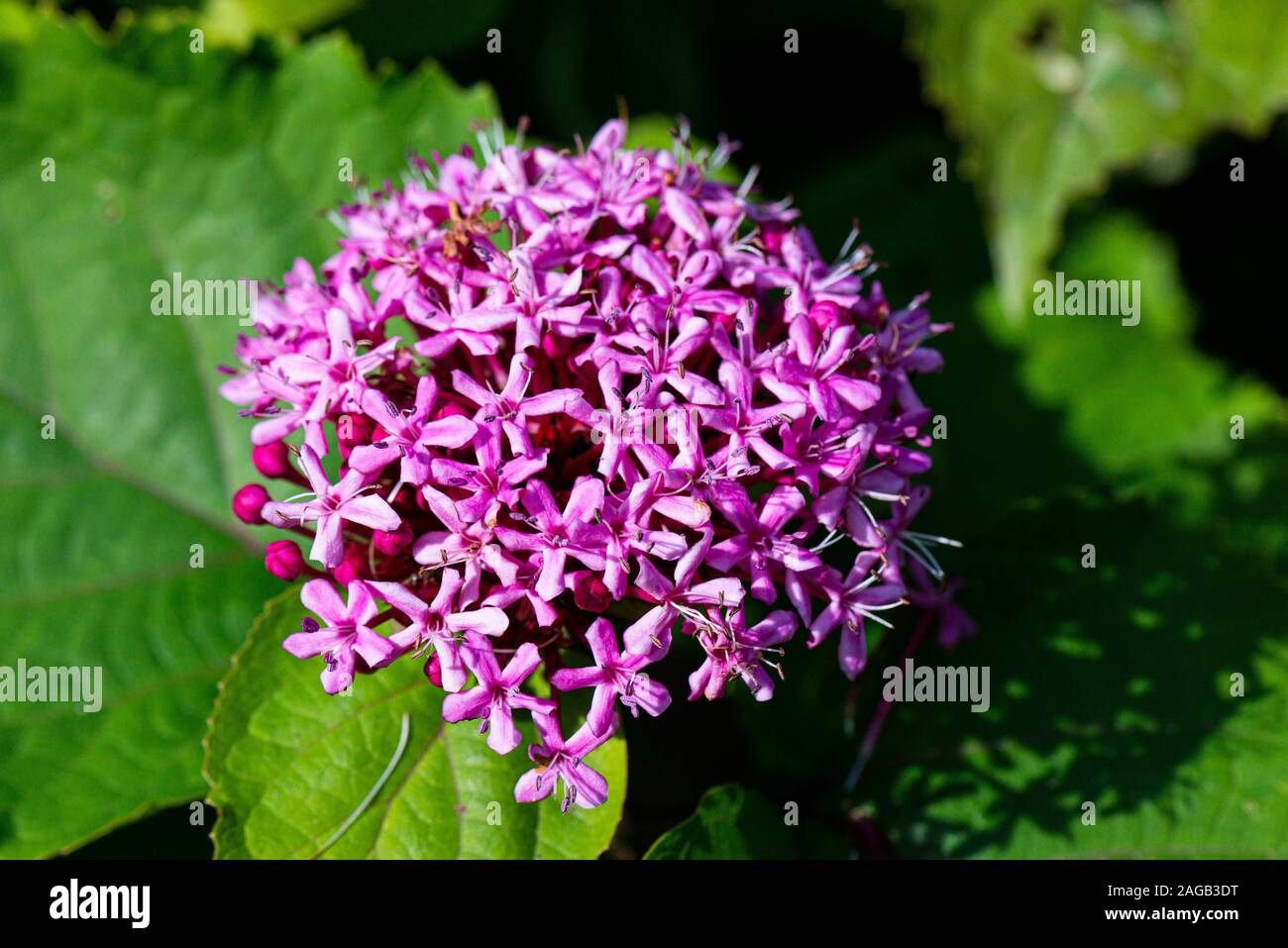 The pink flowers of a glory flower (Clerodendrum bungei) Stock Photo