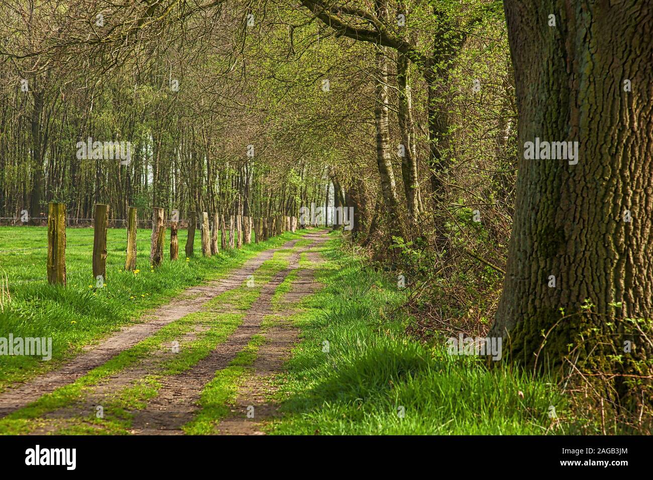 A beautiful shot of a green country road near the Dutch-German border Stock Photo