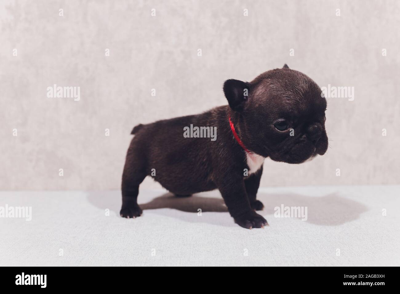 grey baby french bulldog