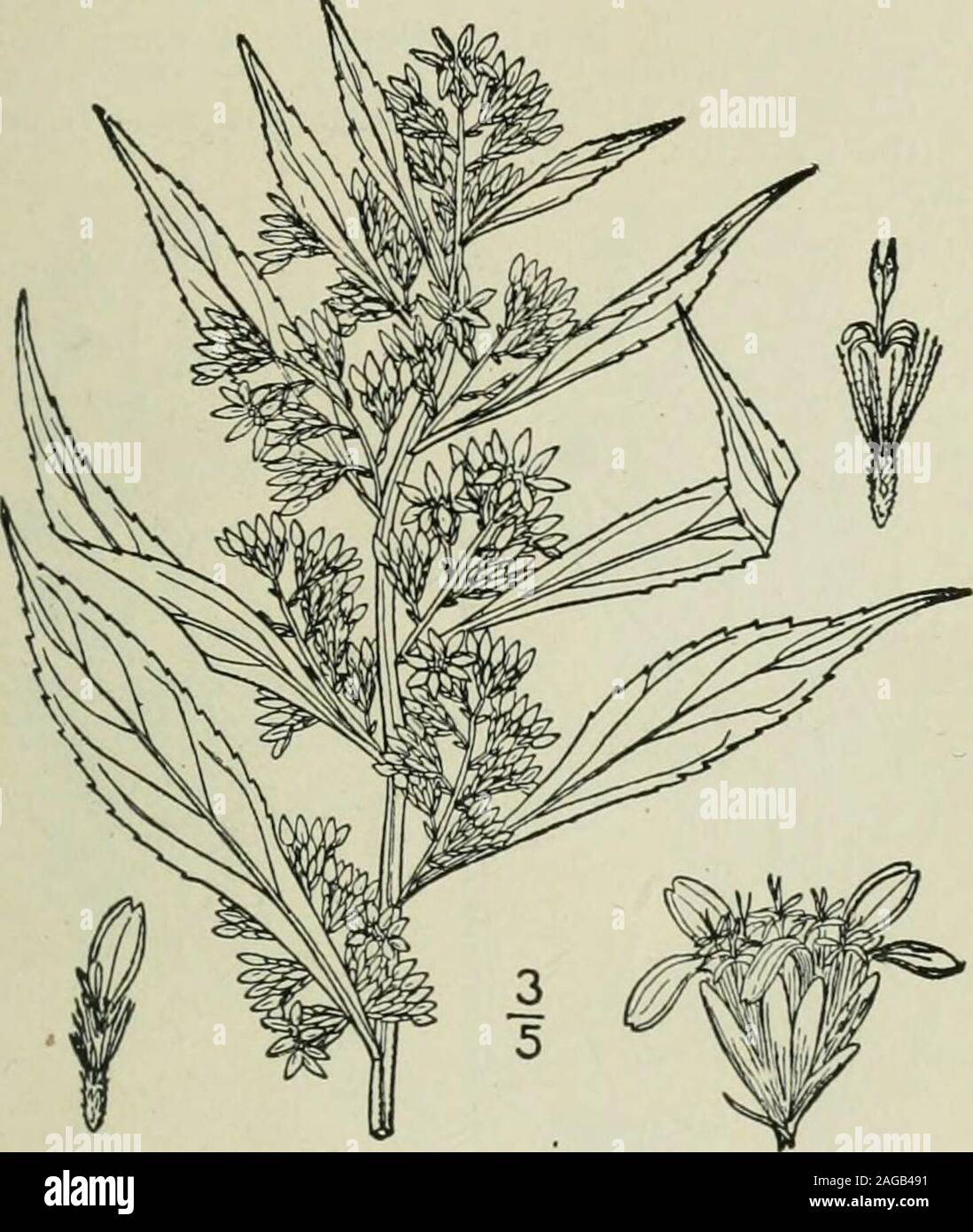 . An illustrated flora of the northern United States, Canada and the British possessions : from Newfoundland to the parallel of the southern boundary of Virginia and from the Atlantic Ocean westward to the 102nd meridian. ucre obtuse, ap-pressed; achenes pubescent. Woods and thickets, Nova Scotia to Ontario,Minnesota, Florida. Arkansas and Texas. Con-sists of several slightly differing races. Wood-land golden-rod. Aug.-Oct. THISTLE FAMILY Genus 22. 4. Solidago flexicaulis L. Zig-zag orBroad-leaved Golden-rod. Fig. 4216. Solidago flexicaulis L. Sp. PI. S79. 1753.Solidago la ifolia L. loc. cit. Stock Photo