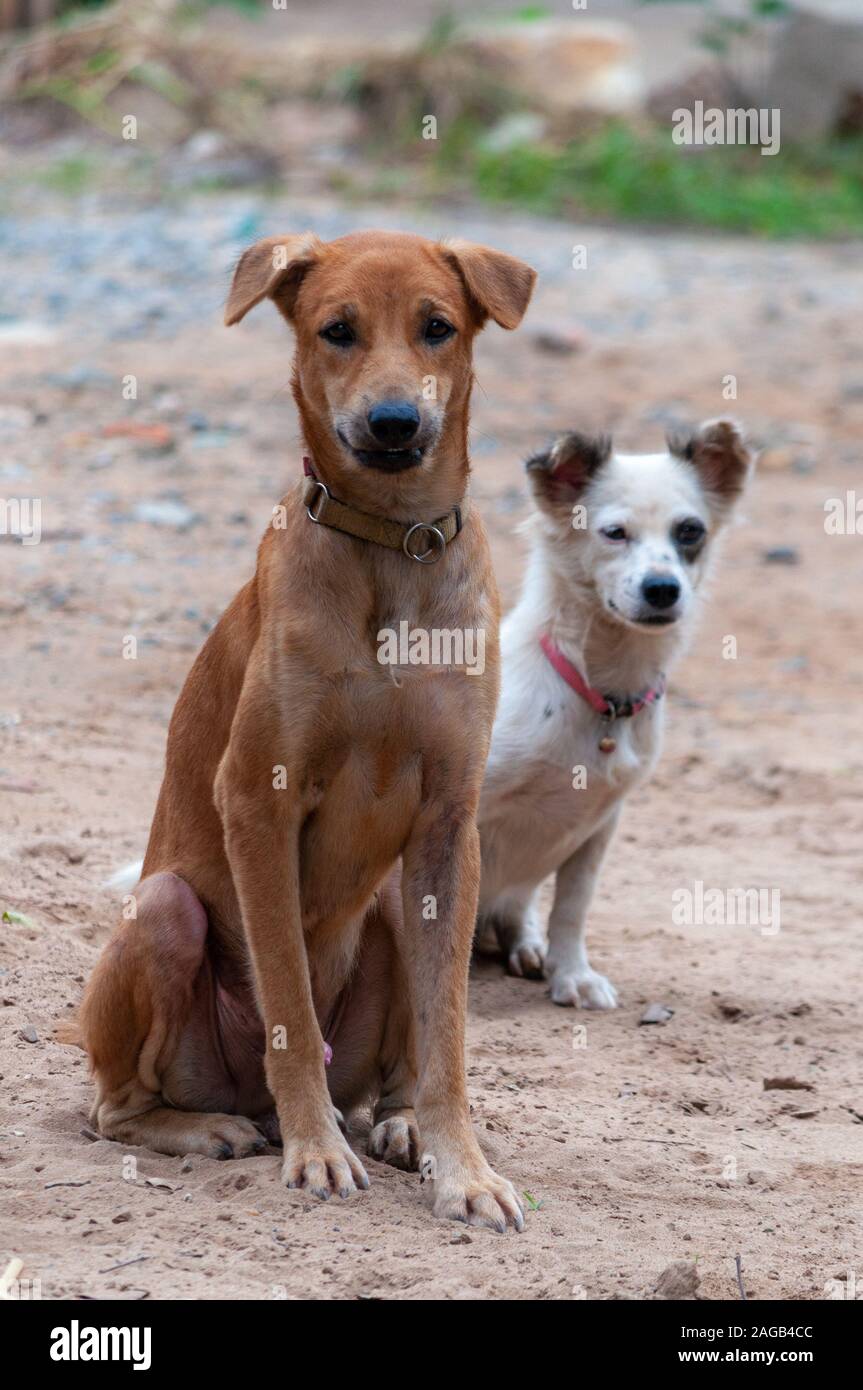 Aspin dog hires stock photography and images Alamy