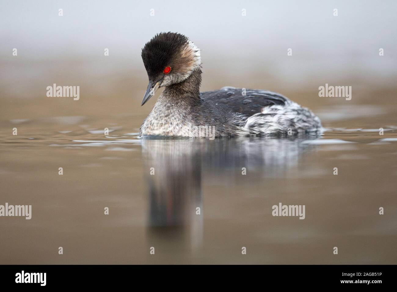Blacknecked Grebe (Podiceps nigricollis Stock Photo Alamy