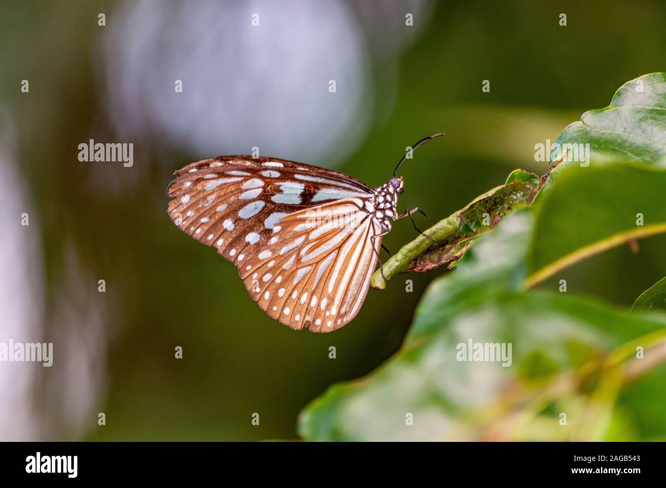 Closeup shot of a brush-footed butterfly on a green plant with a blurred background Stock Photo