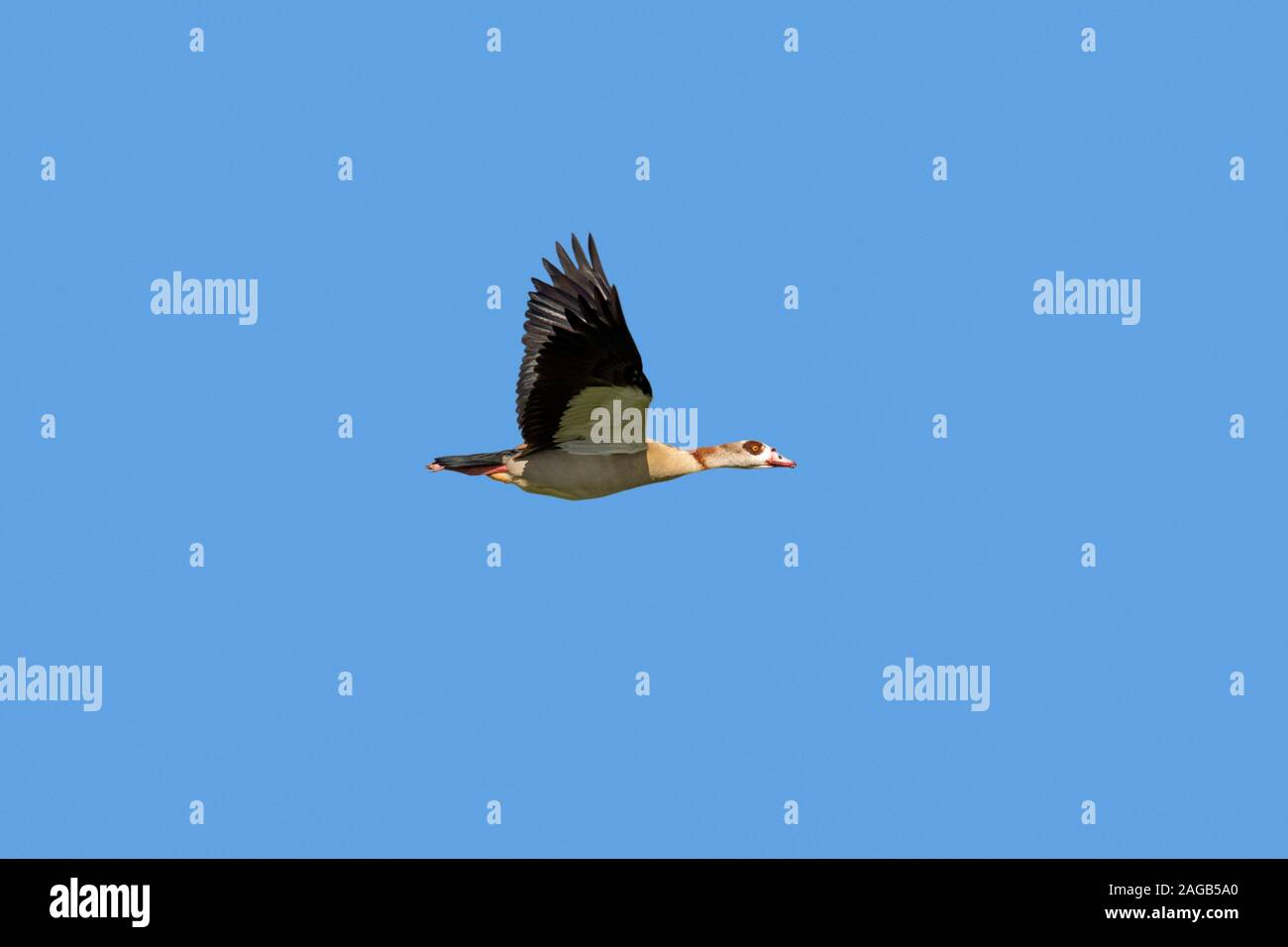Egyptian goose (Alopochen aegyptiaca / Anas aegyptiaca) in flight against blue sky, native to Africa south of the Sahara and the Nile Valley Stock Photo