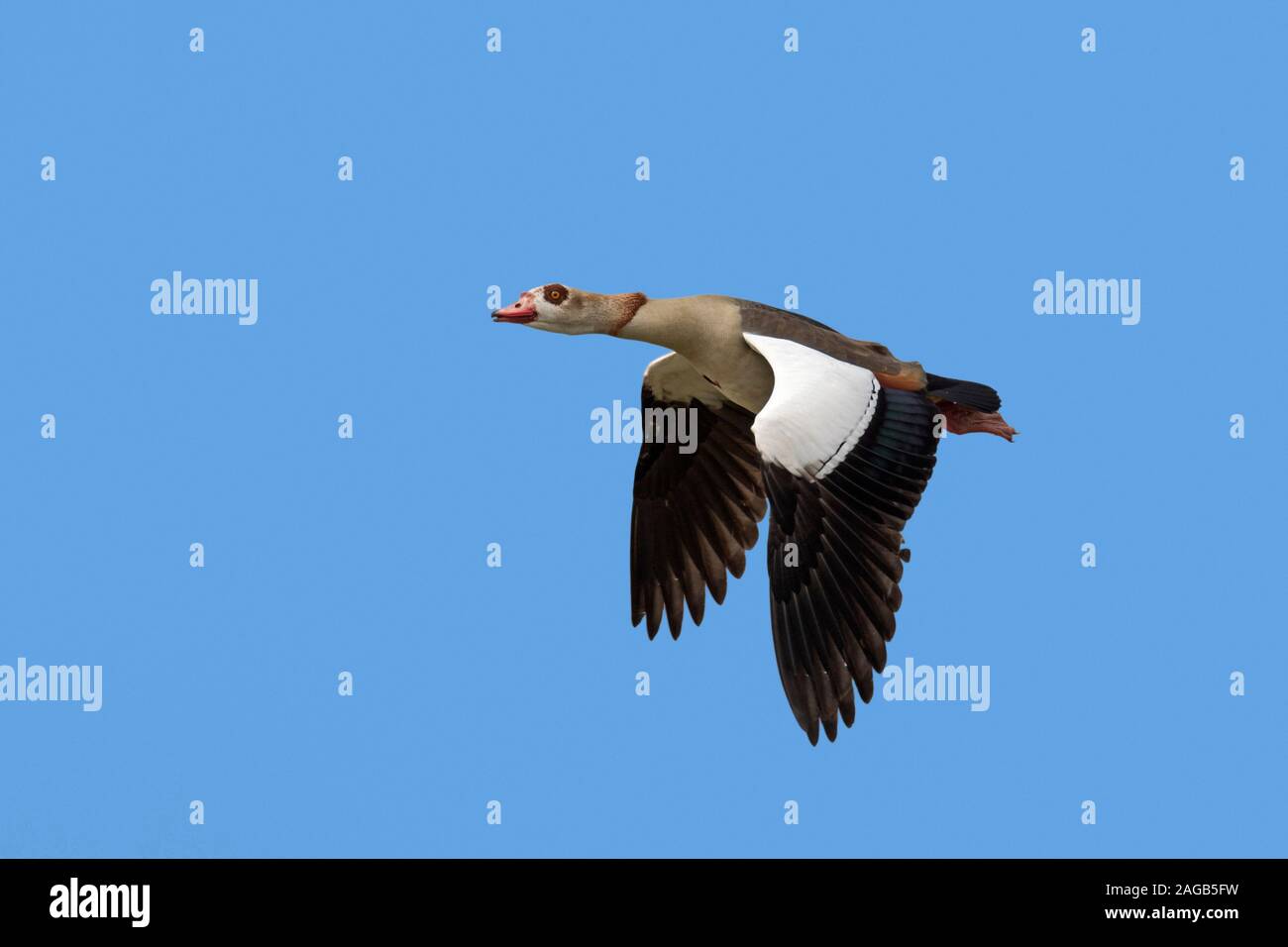 Egyptian goose (Alopochen aegyptiaca / Anas aegyptiaca) in flight against blue sky, native to Africa south of the Sahara and the Nile Valley Stock Photo